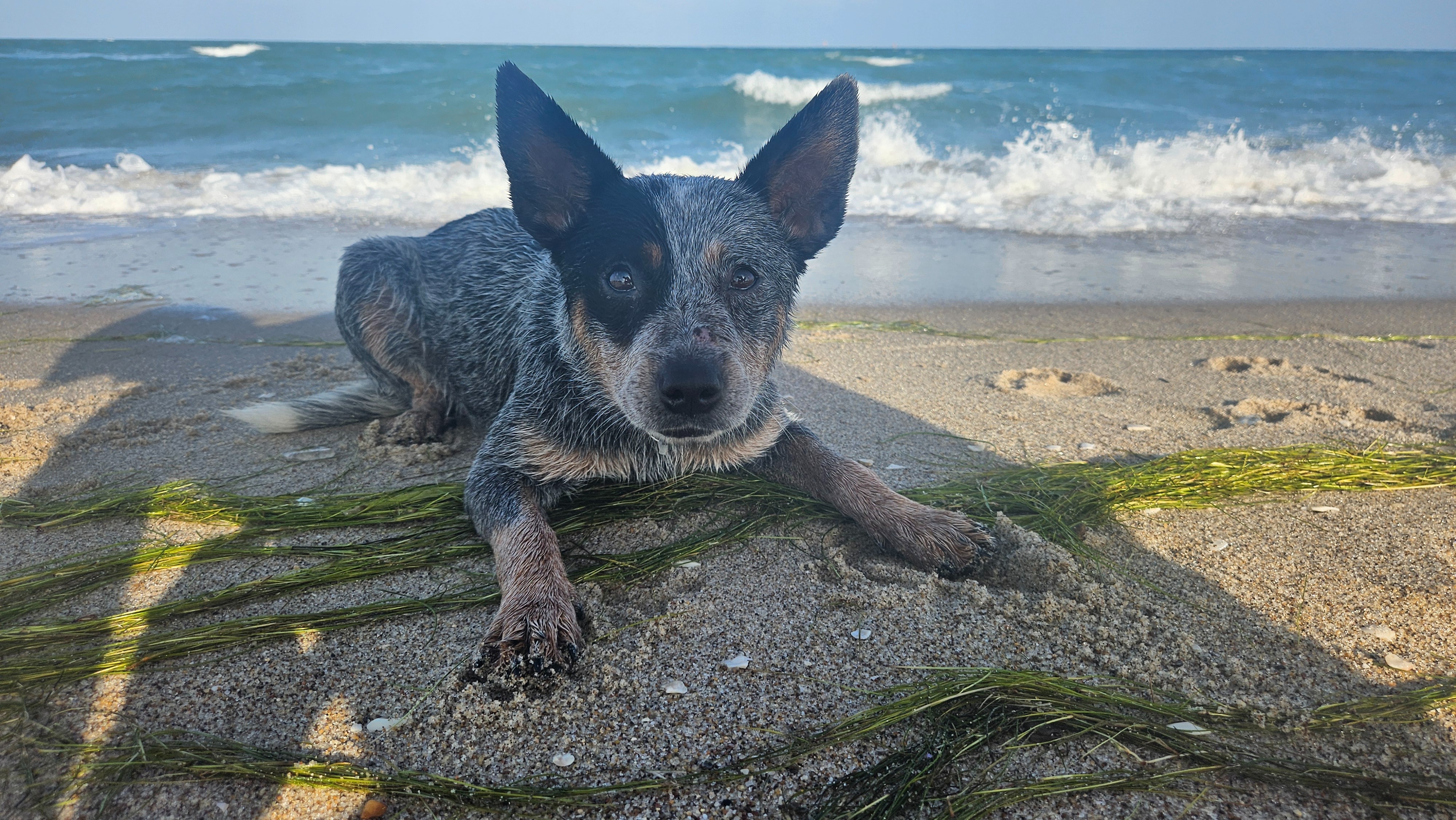 Help Athena Heal: A Second Chance for a Good Girl campaign photo, 5 of 8