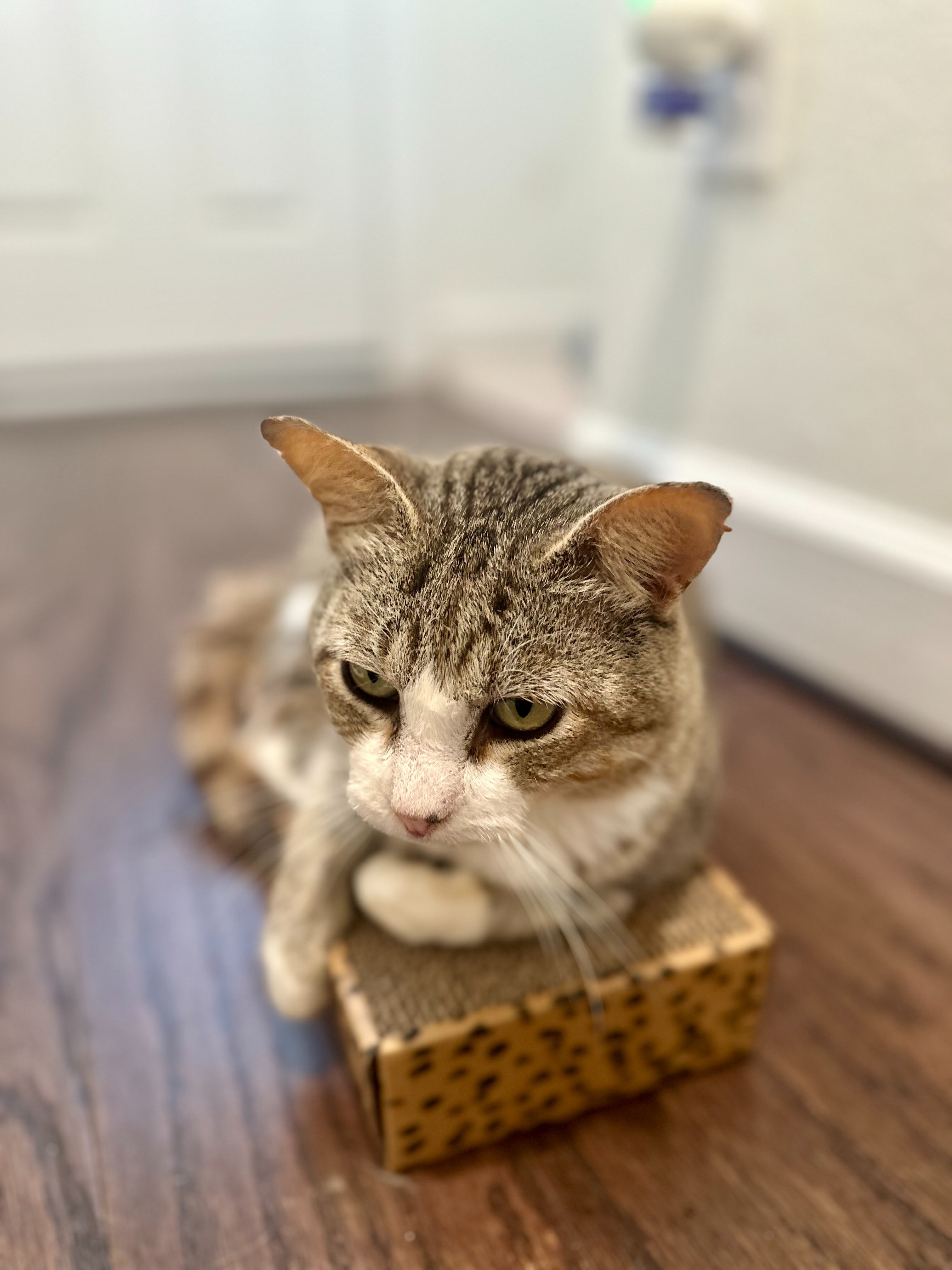 Help Buttons Overcome Severe Stomatitis campaign photo, 2 of 8