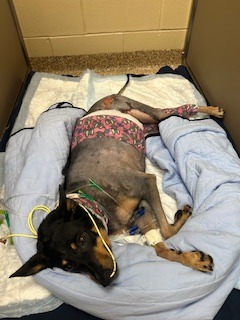 Join Bentley's Healing Journey from Sepsis campaign photo, 4 of 7