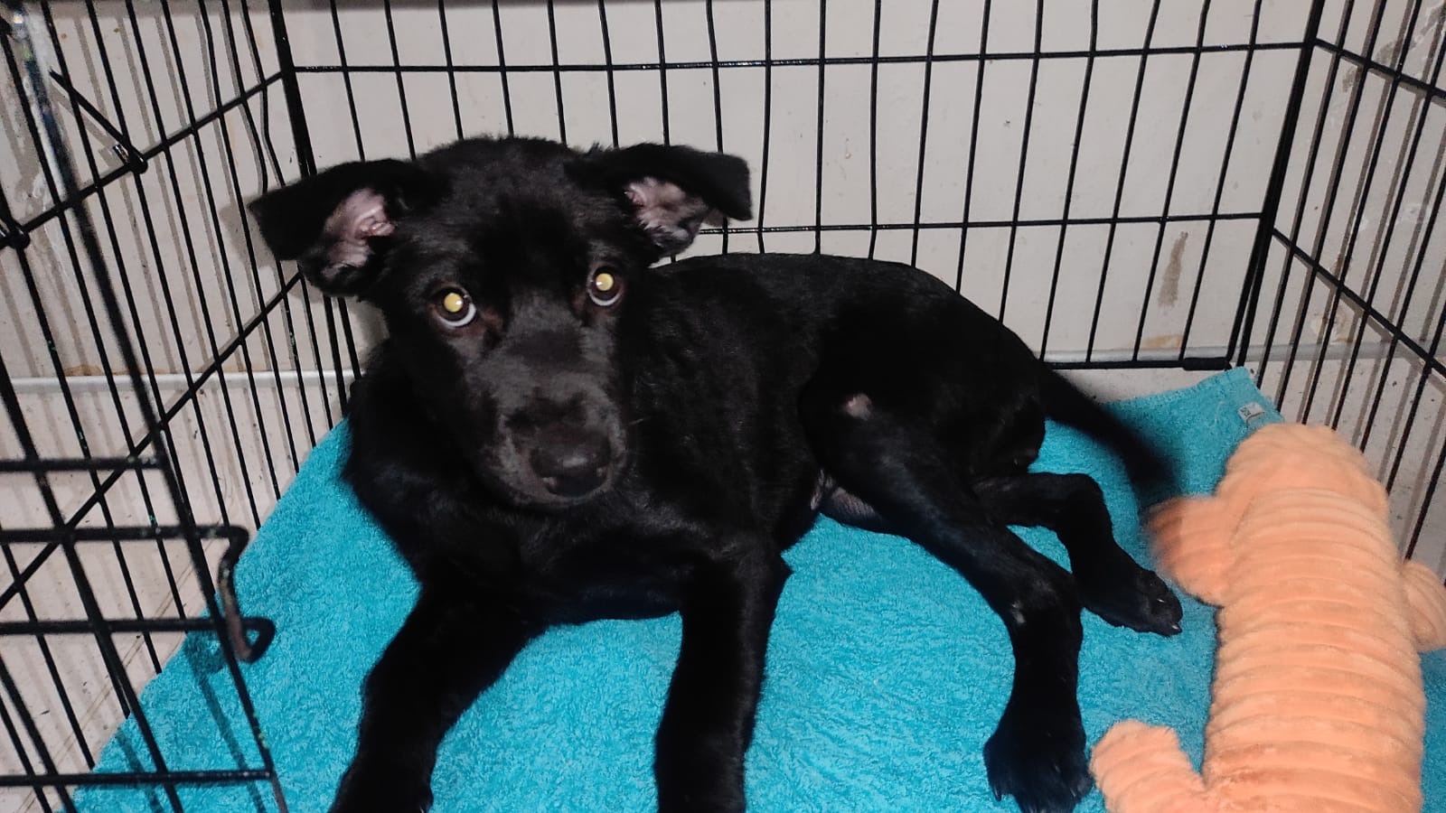Help Sesame Get Back on Her Paws campaign photo, 5 of 8