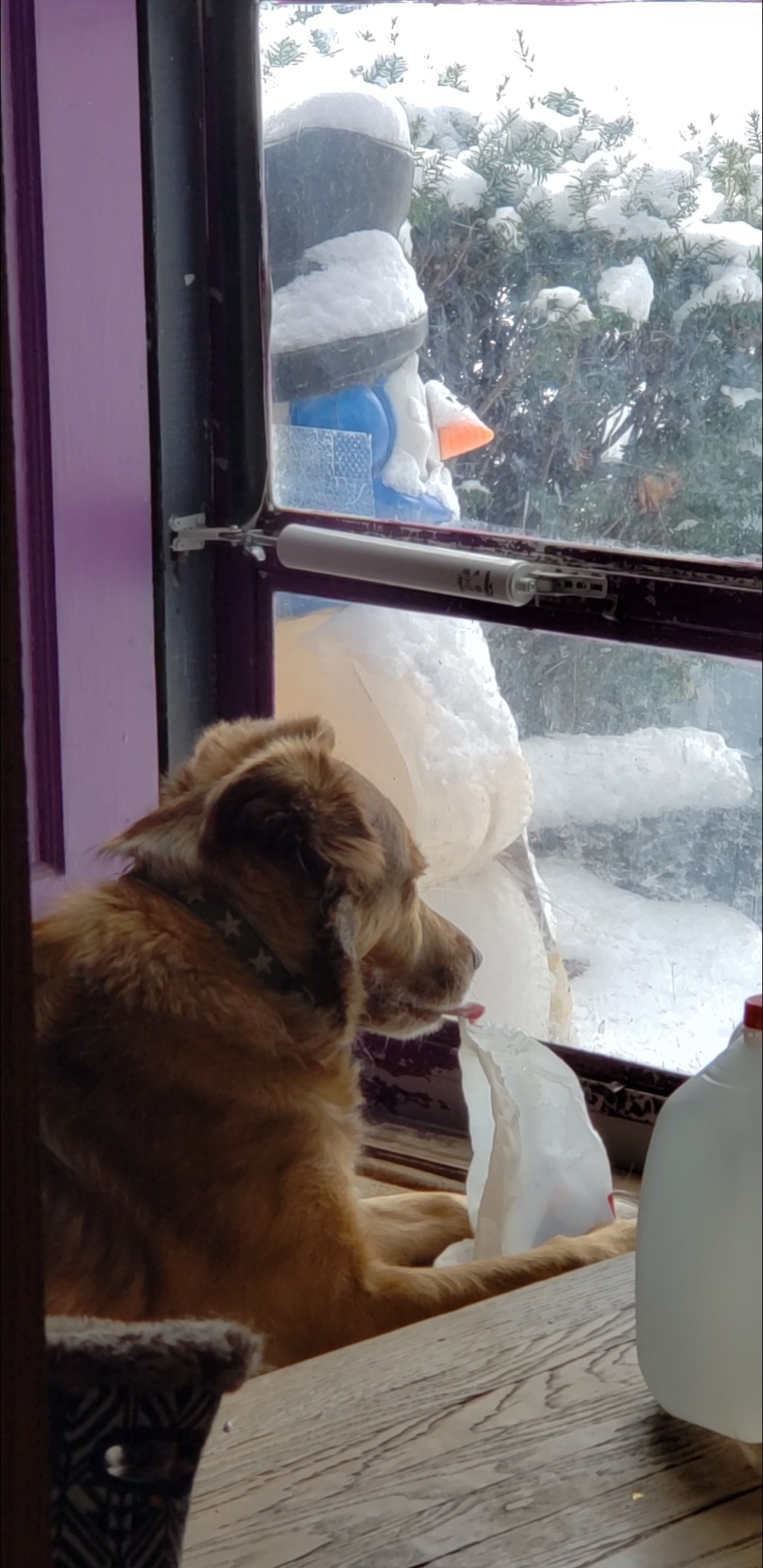 Help Edie Save Her Beloved Home campaign photo, 5 of 7