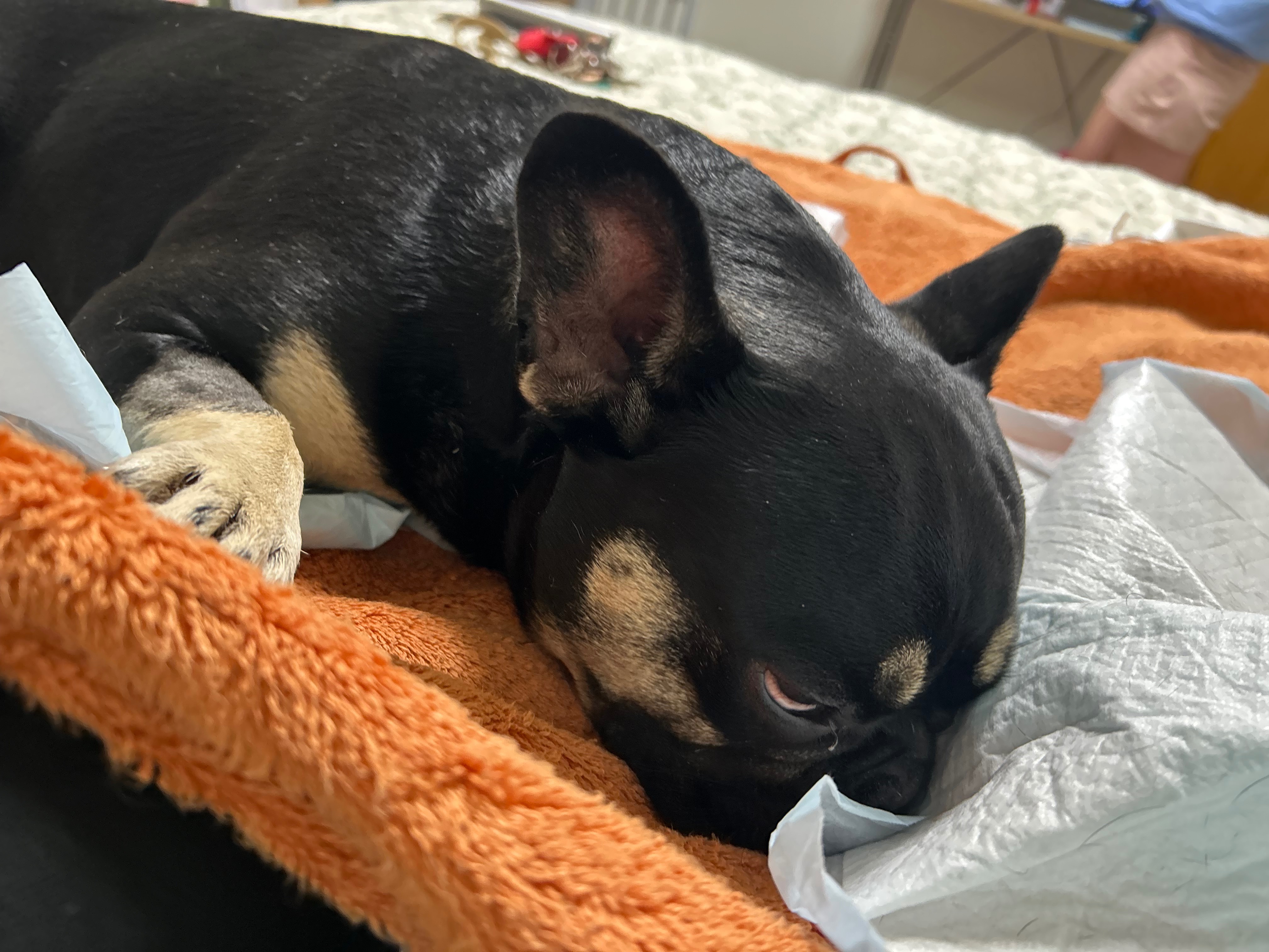 Save Conchita from Paralysis: Donate for Surgery campaign photo, 2 of 8