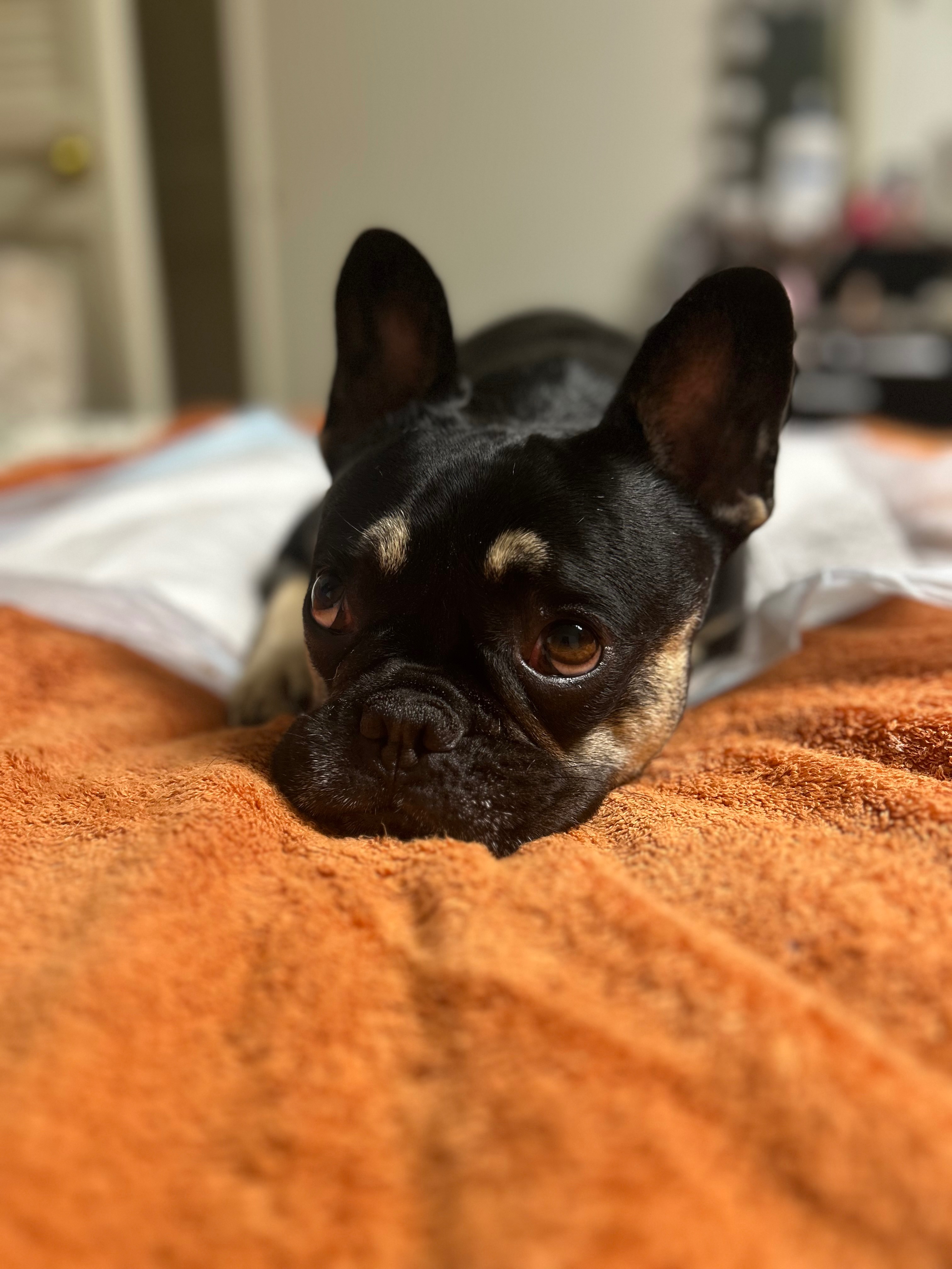 Save Conchita from Paralysis: Donate for Surgery campaign photo, 4 of 8