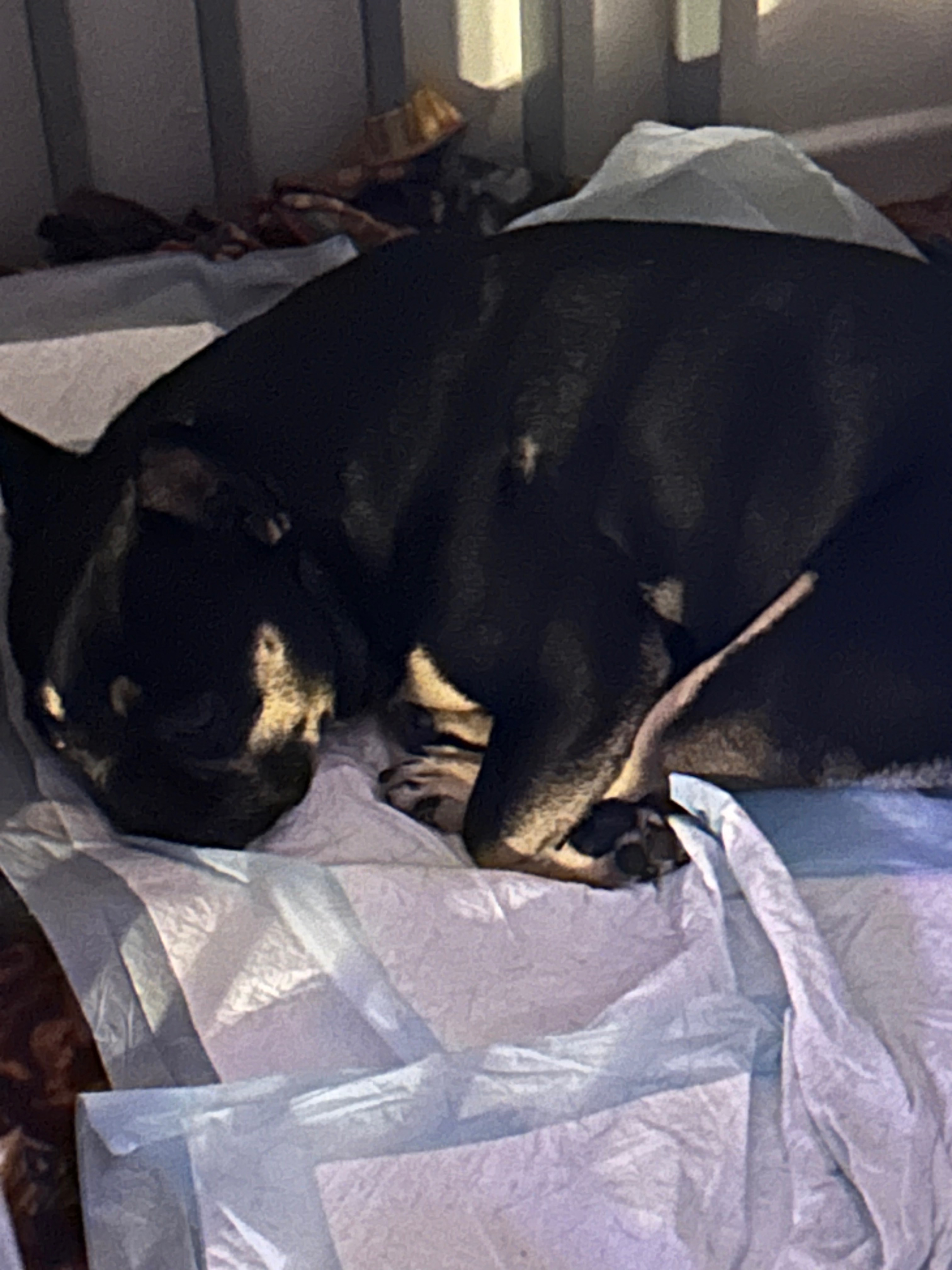 Save Conchita from Paralysis: Donate for Surgery campaign photo, 5 of 8