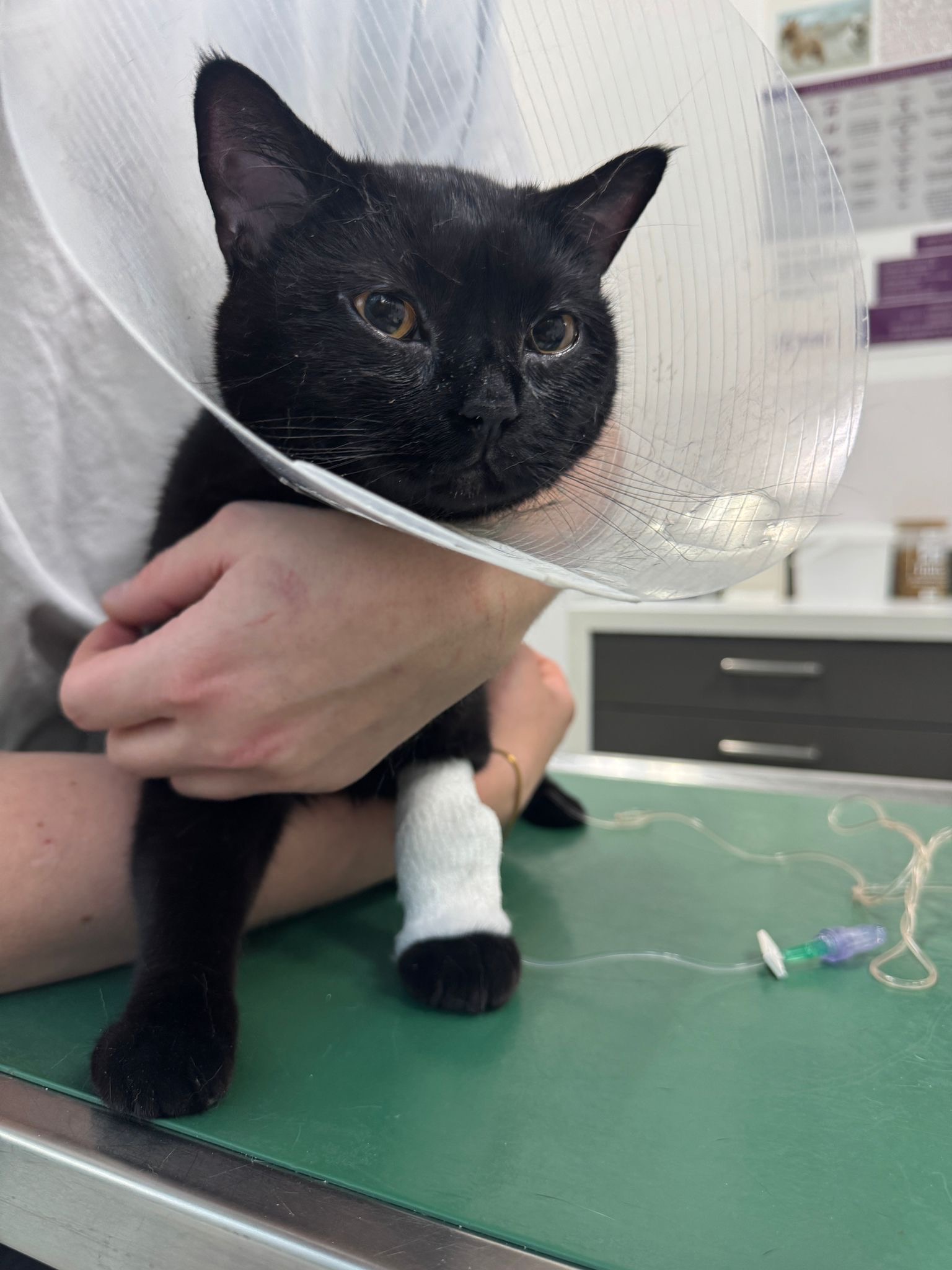 Hoffnung für Oskar – Unser Kater kämpfte sich zurück campaign photo, 7 of 8