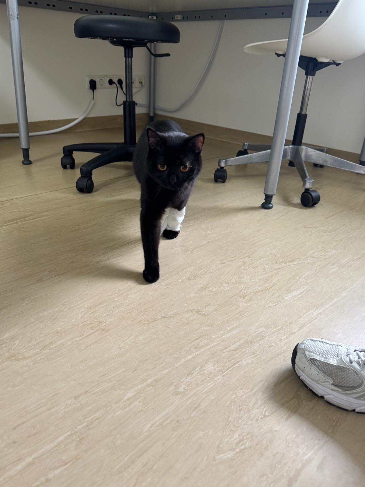 Hoffnung für Oskar – Unser Kater kämpfte sich zurück campaign photo, 2 of 8