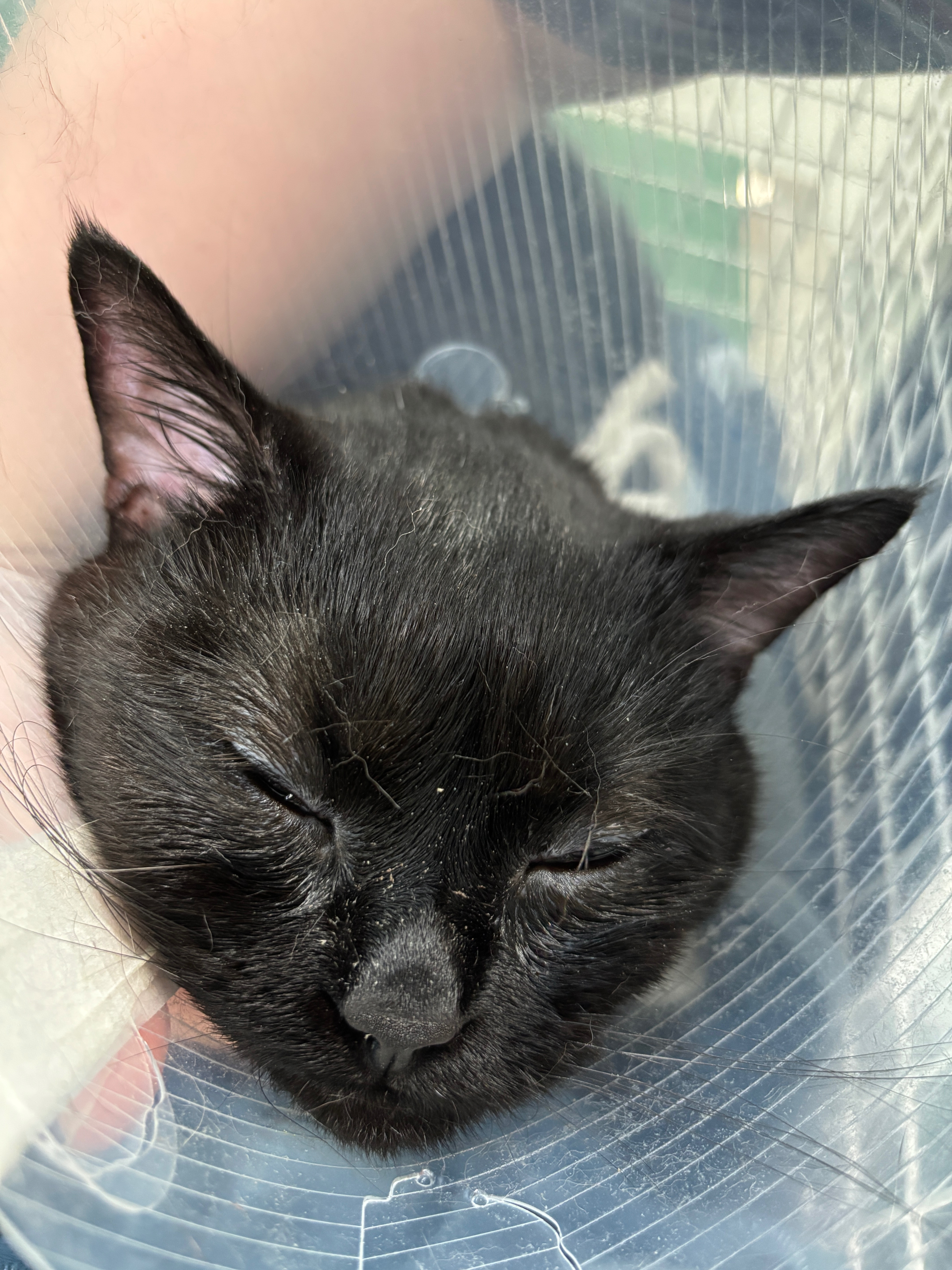 Hoffnung für Oskar – Unser Kater kämpfte sich zurück campaign photo, 5 of 8