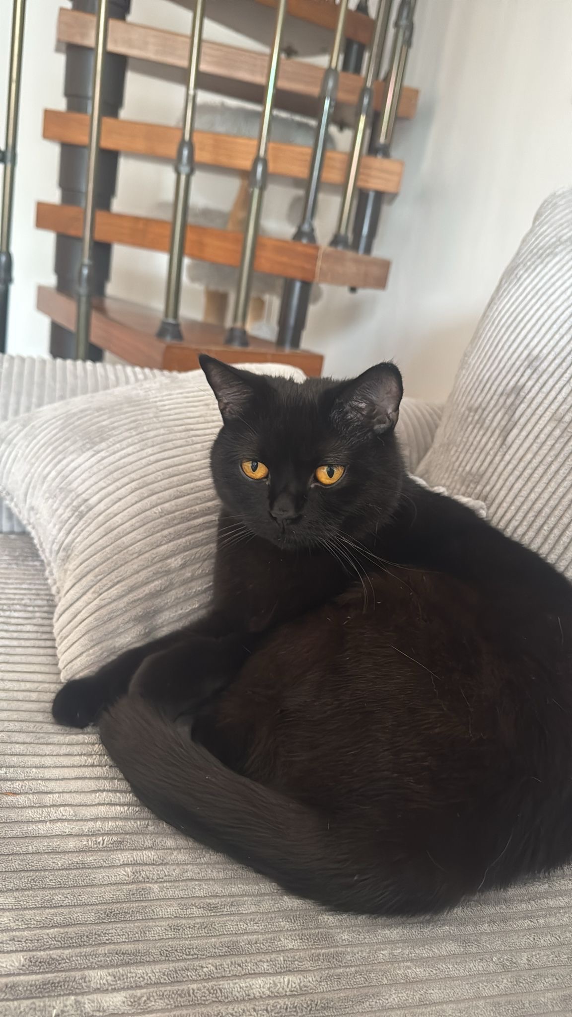 Hoffnung für Oskar – Unser Kater kämpfte sich zurück campaign photo, 6 of 8