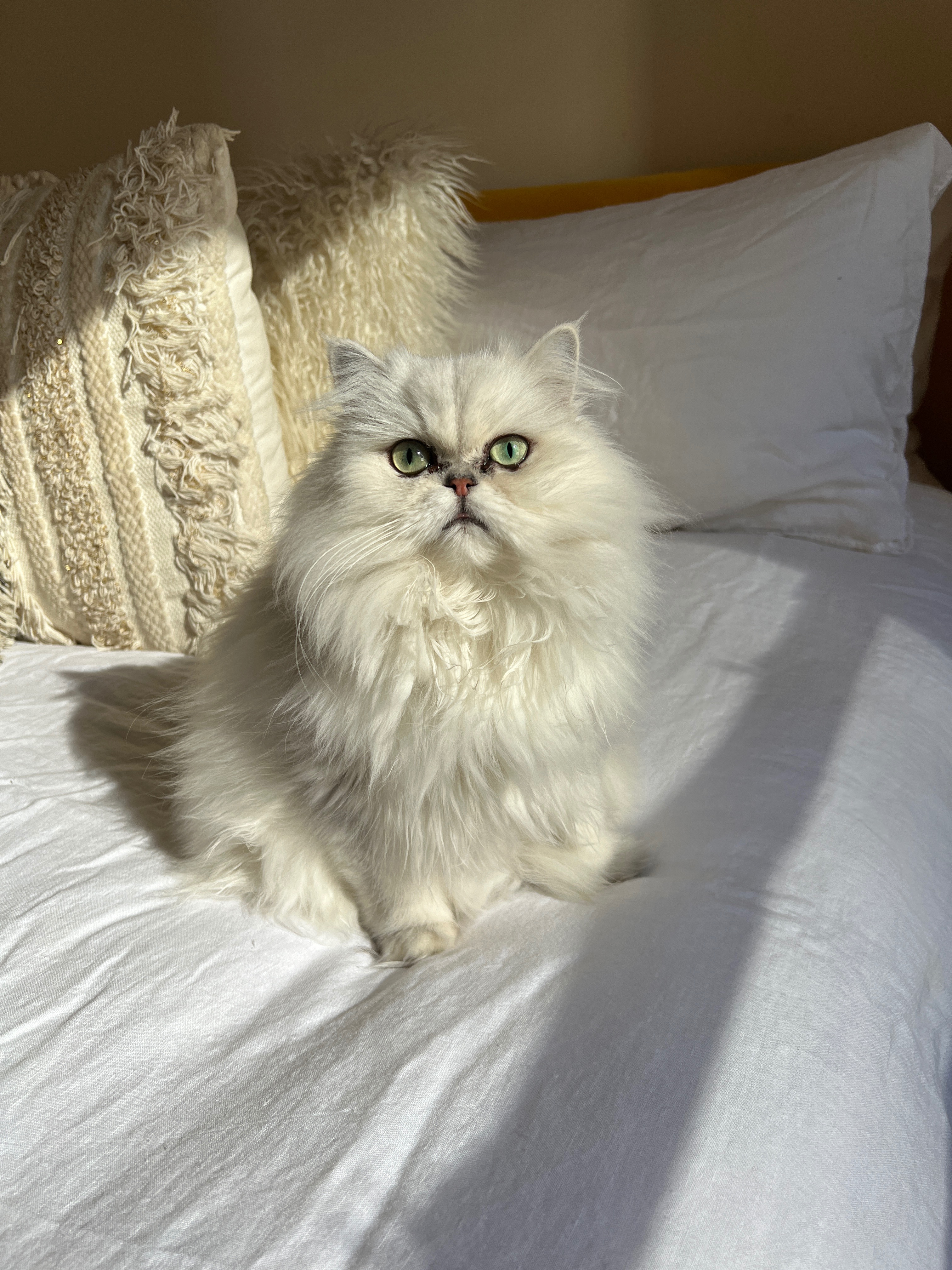 Save Coco: Urgent ICU Care Needed campaign photo, 2 of 3