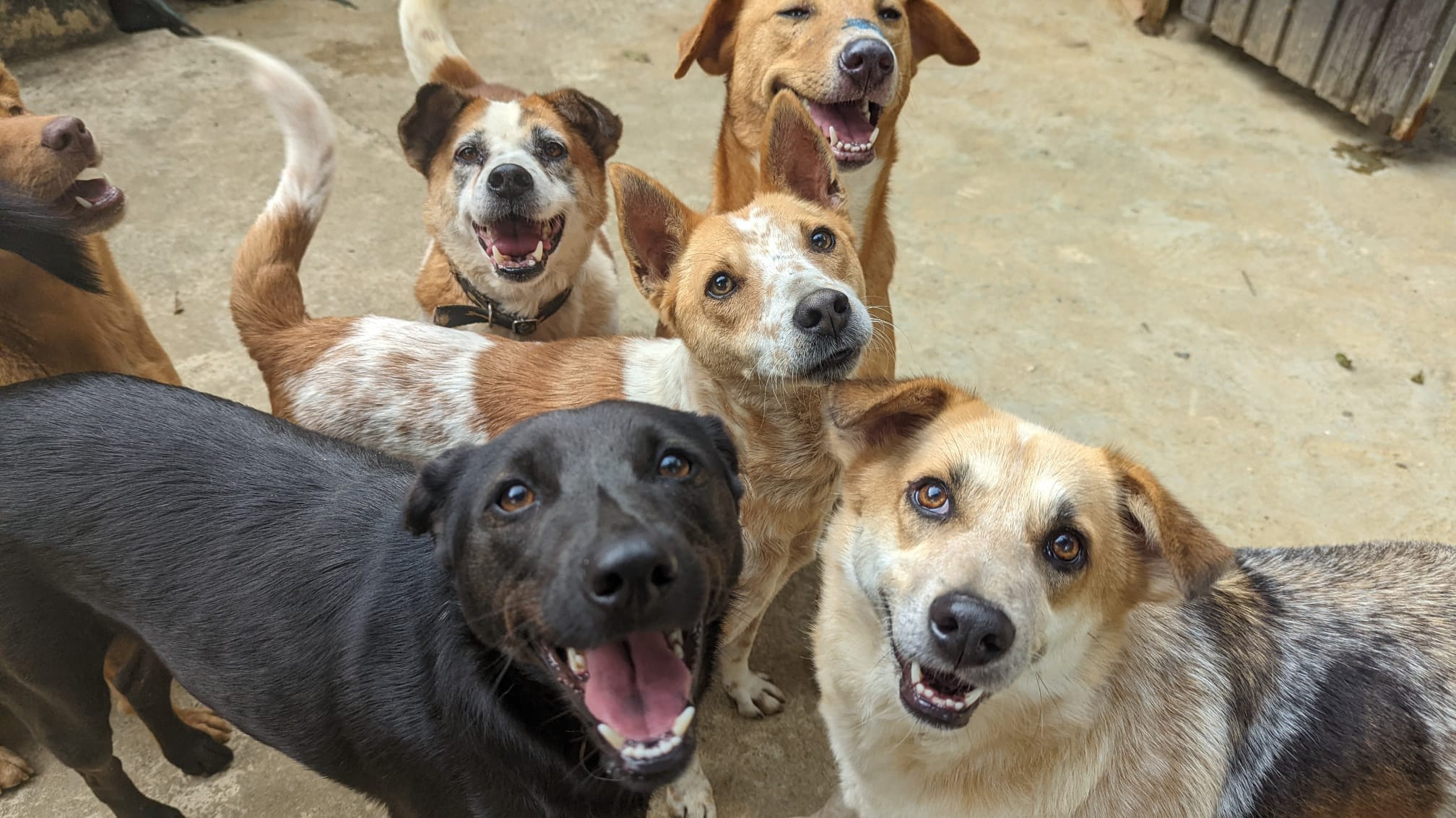 Help Us Build a New Home fot the STreet Dogs of Ella campaign photo, 6 of 7