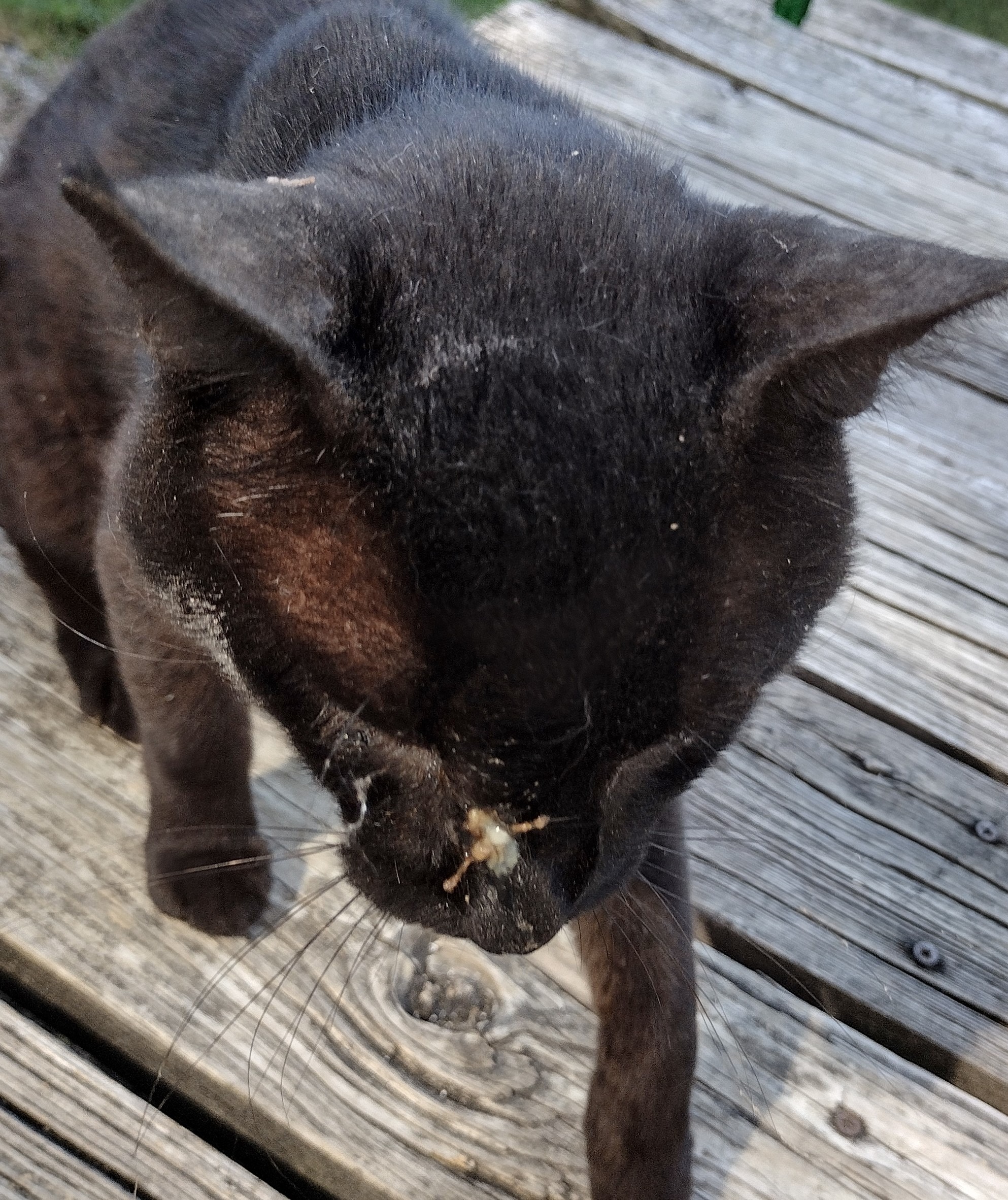 Save Cheerio: A Stray Cat's Journey to Health campaign photo, 4 of 5