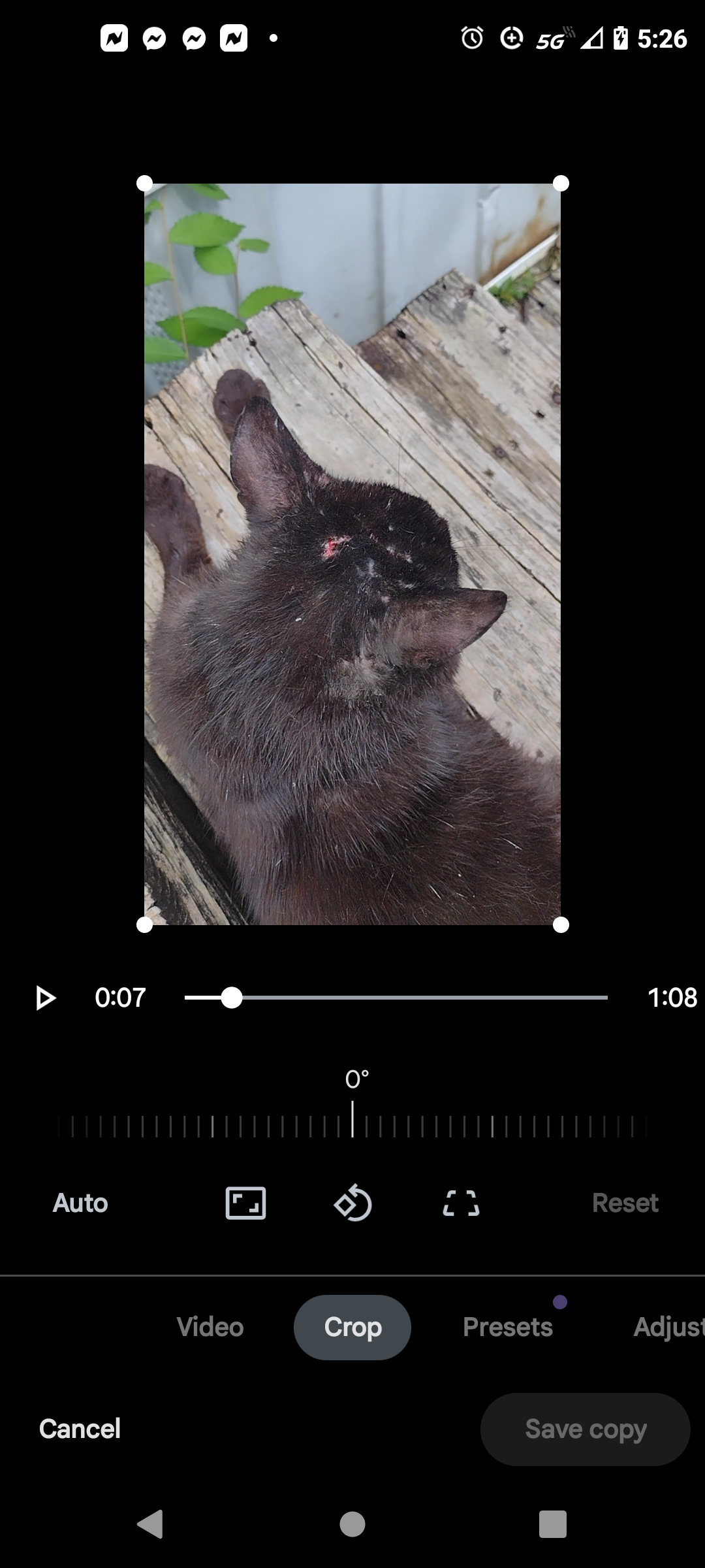 Save Cheerio: A Stray Cat's Journey to Health campaign photo, 2 of 5