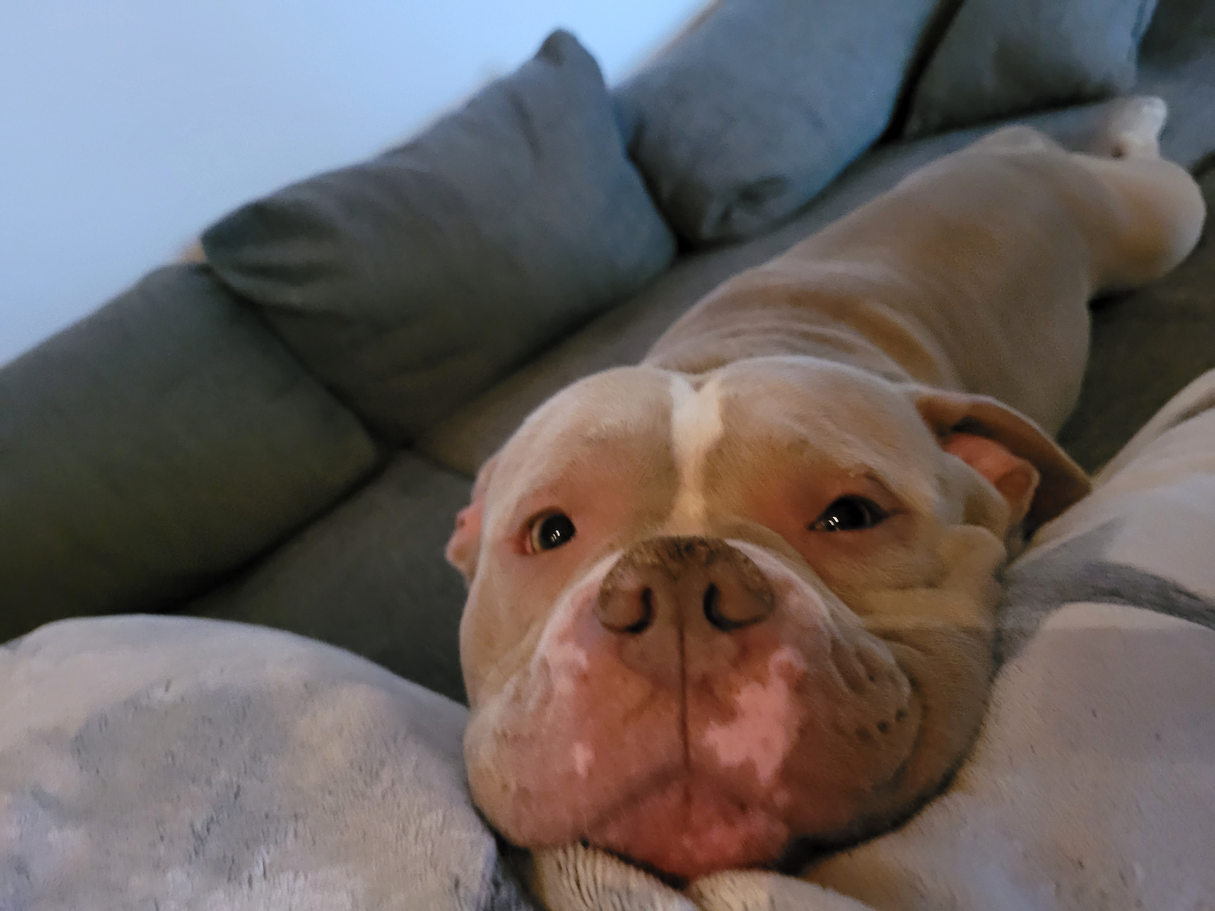 Tyke unser Treuer Freund campaign photo, 5 of 7