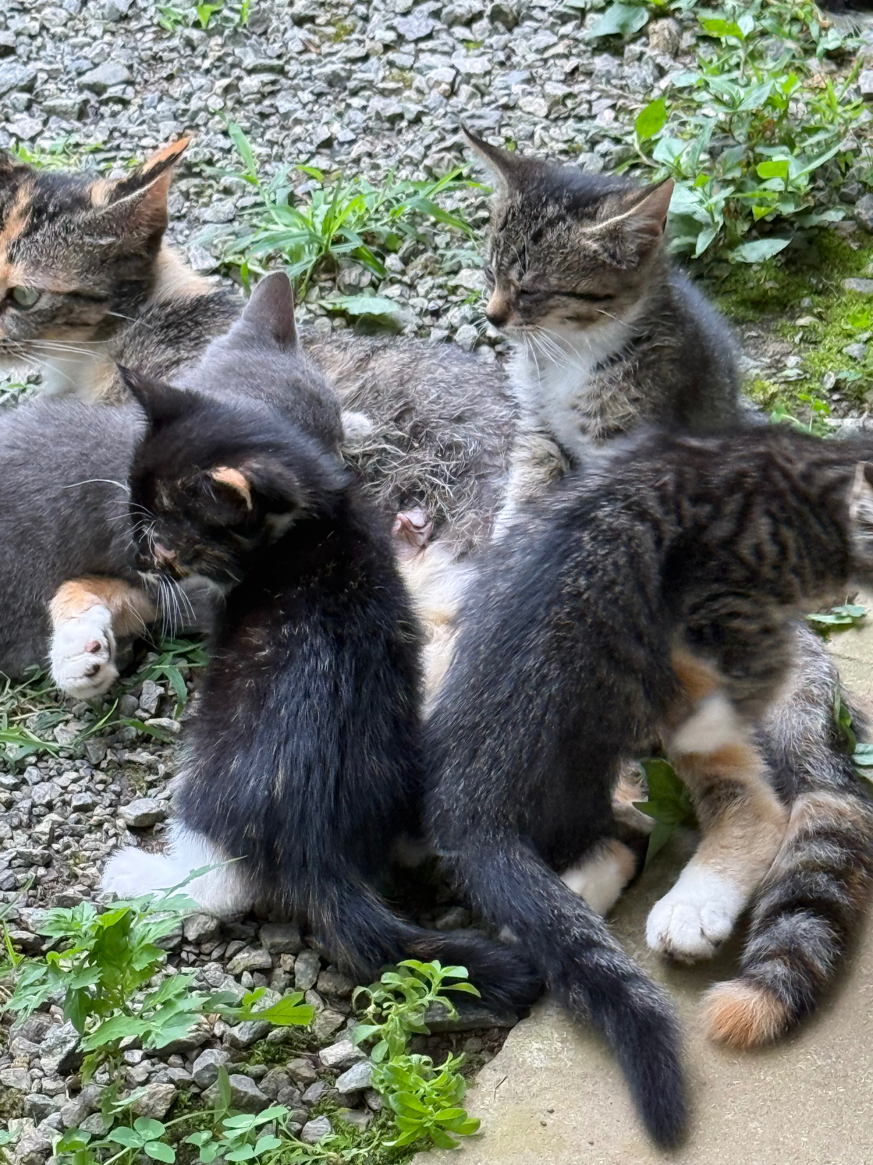 Urgent Aid for Rescued Cats and Kittens campaign photo, 2 of 4