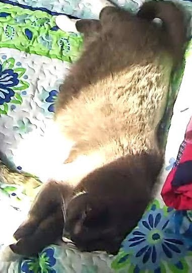 Help My Cat Recover from a Painful Urinary Block campaign photo, 5 of 6