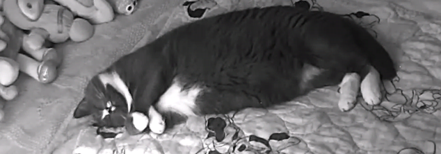 Help My Cat Recover from a Painful Urinary Block campaign photo, 2 of 6