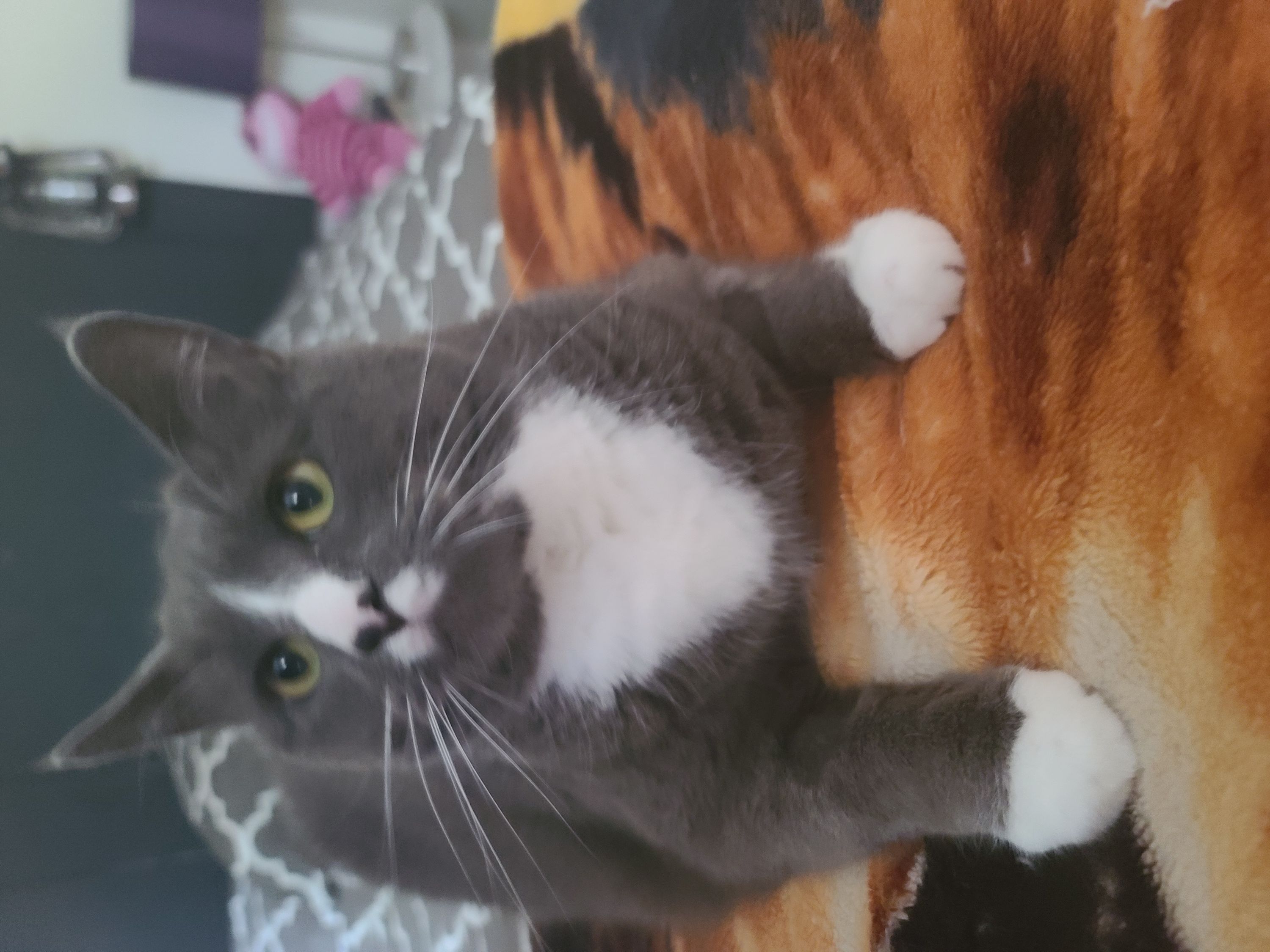 Help My Cat Recover from a Painful Urinary Block campaign photo, 4 of 6