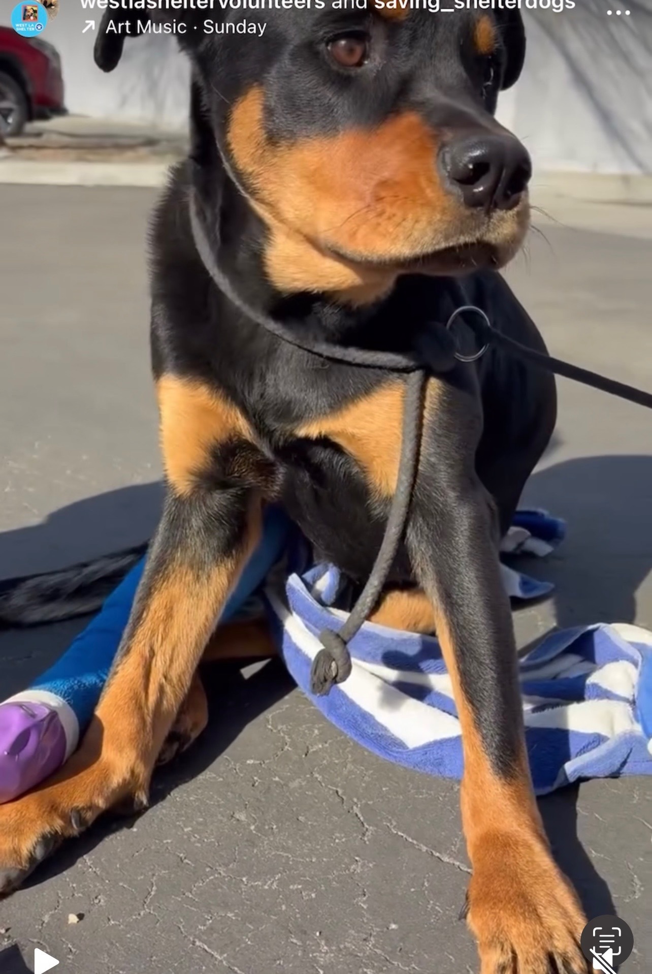 Give Bruce the Superhero Pup a Second Chance at Life!!! campaign photo, 4 of 7
