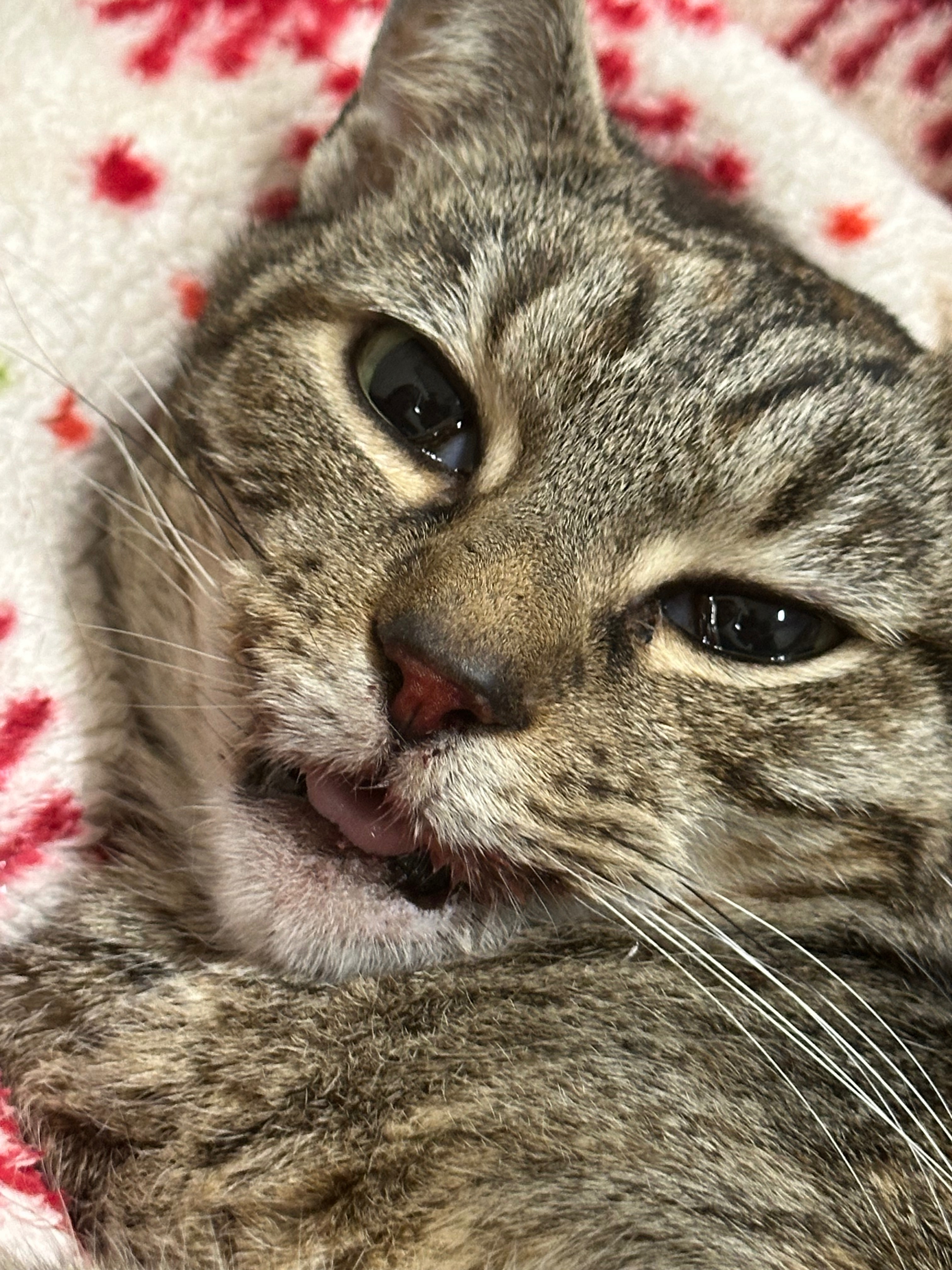 Help Billy Girl Heal: Urgent Surgery Needed campaign photo, 4 of 5