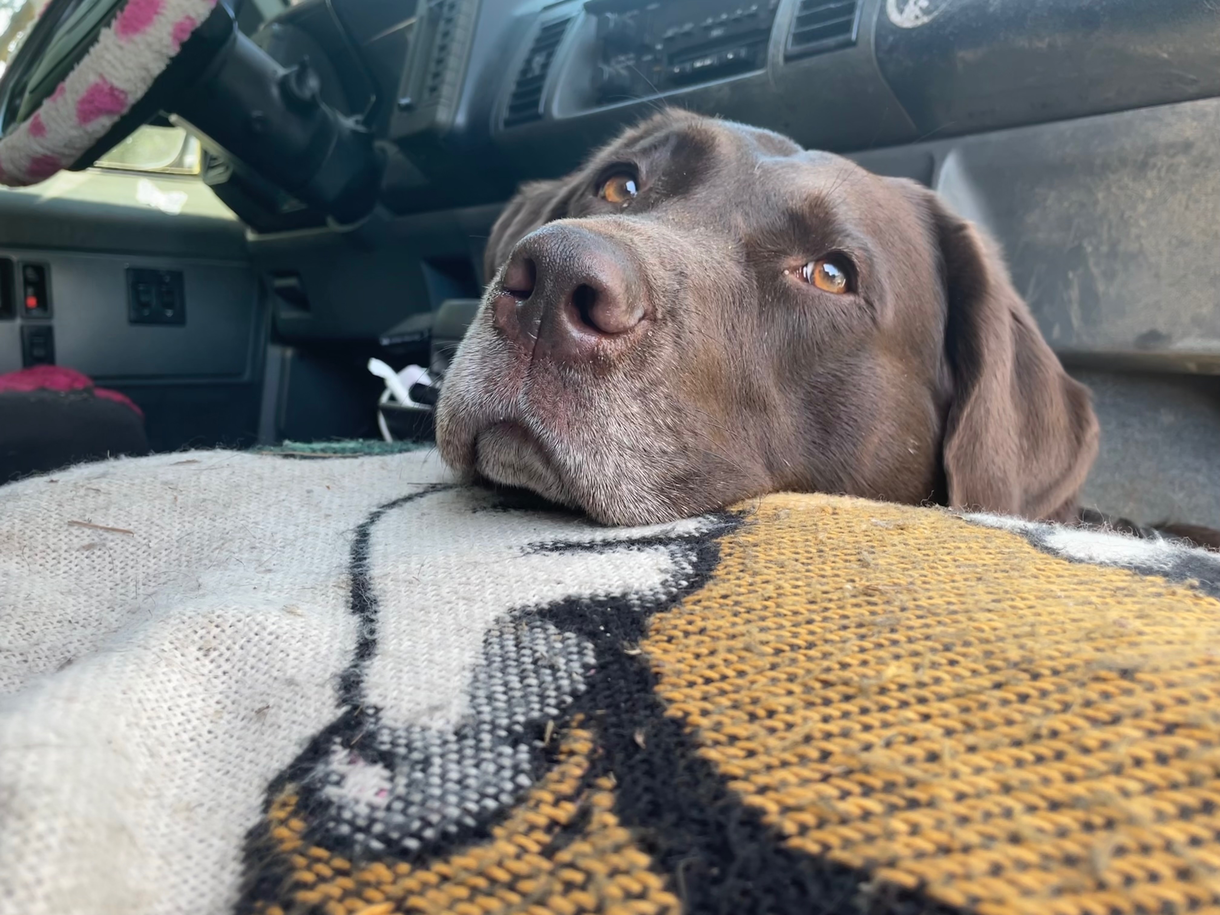 Stranded Far From Home With My Dog, Emmergency Car Repairs campaign photo, 4 of 8