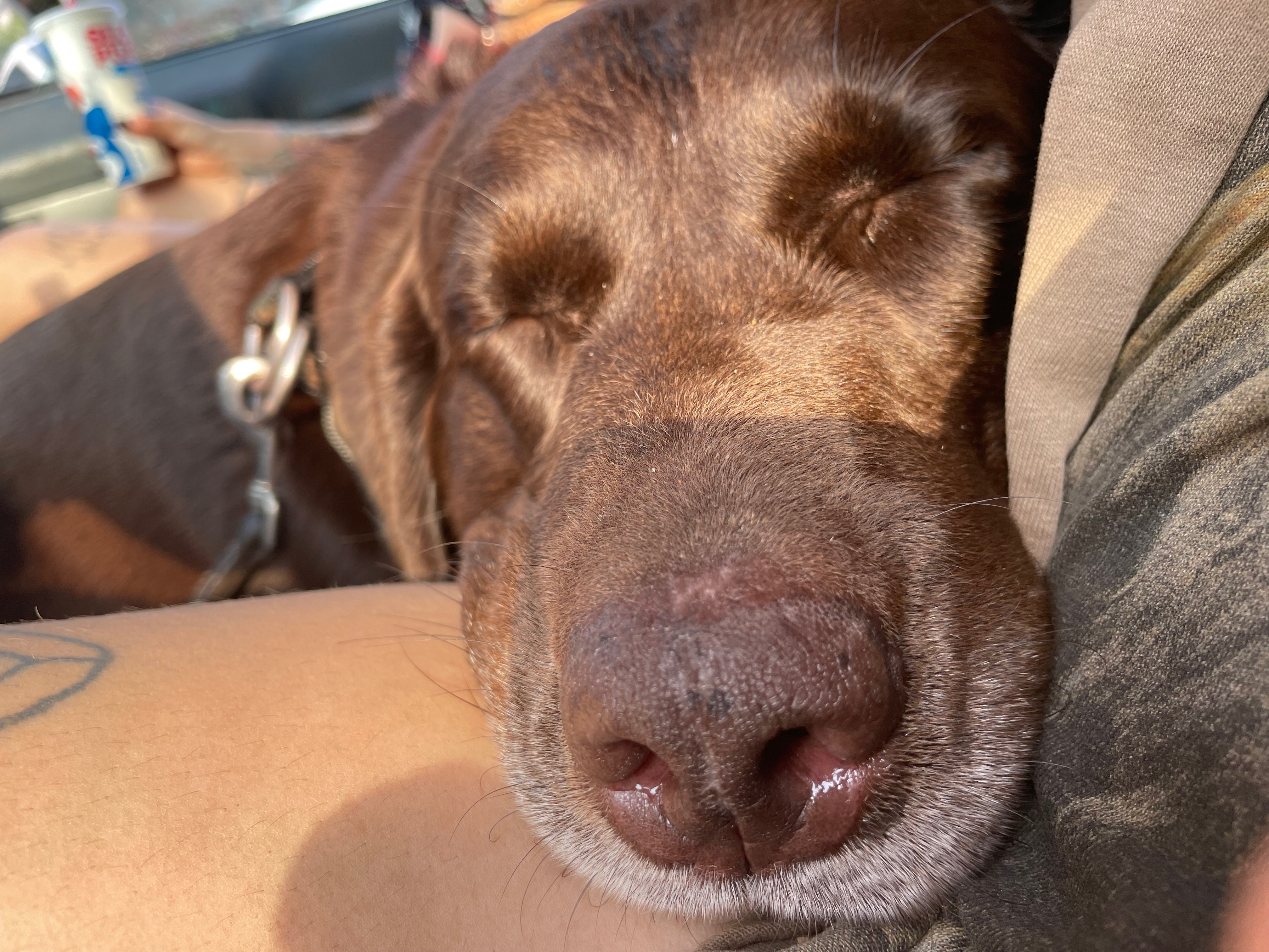 Stranded Far From Home With My Dog, Emmergency Car Repairs campaign photo, 5 of 8