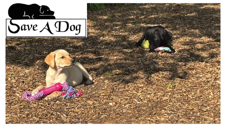 Sniff Trail Project for Save A Dog campaign photo, 2 of 4