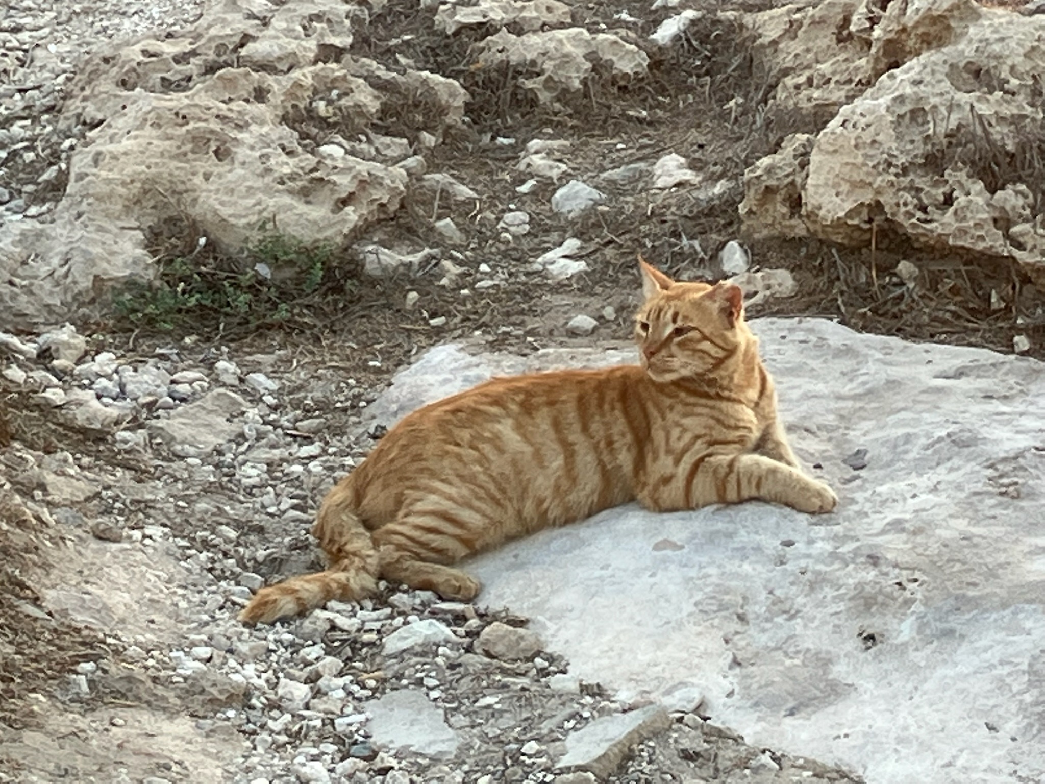 Fundraiser By Cyprus Cat Connection Cyprus Cat Connection fundraiser-by-cyprus-cat-connection-cyprus-cat-connection