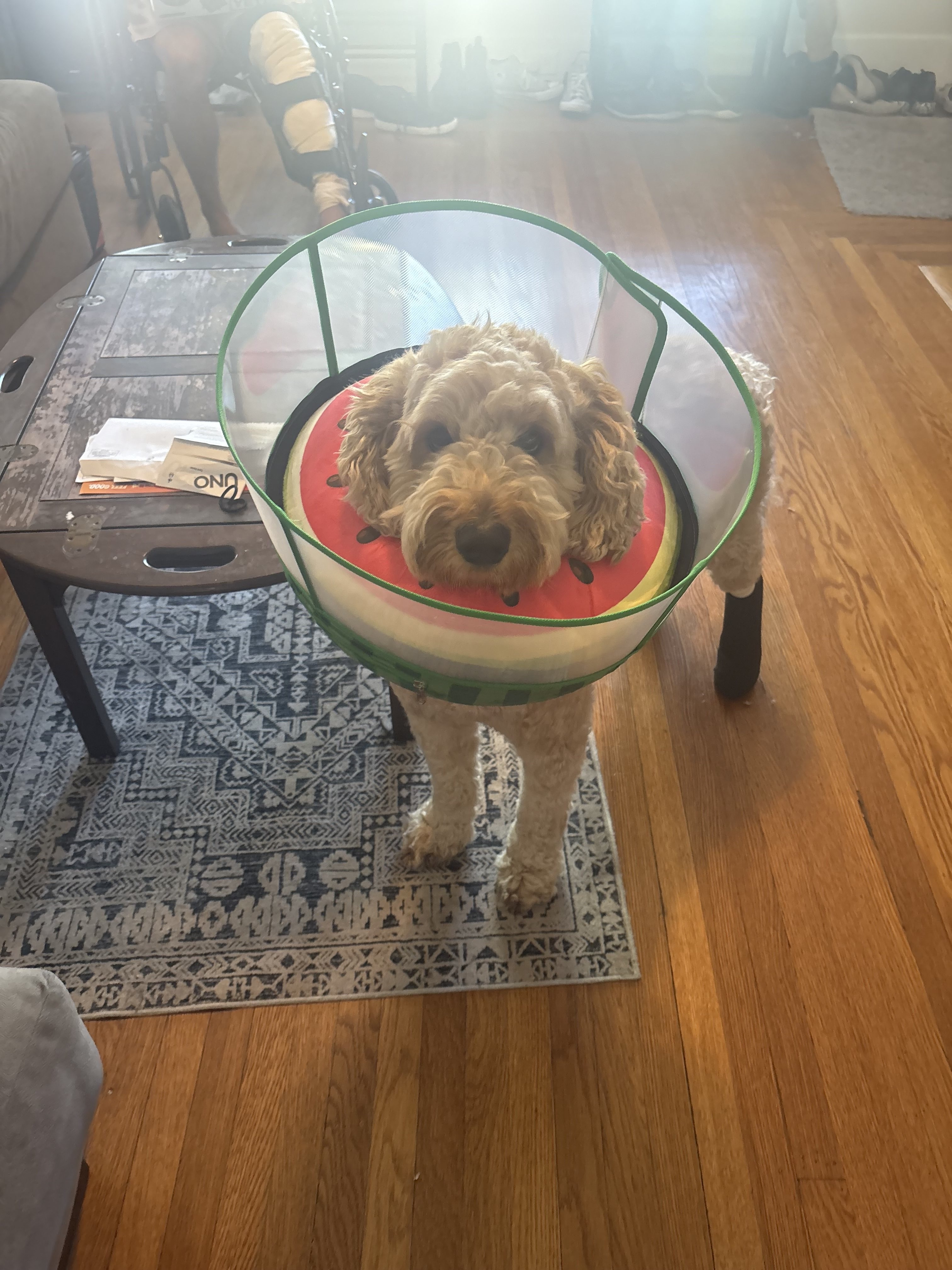 Help Akamaru Heal: Surgery for Our Beloved Dog campaign photo, 5 of 6