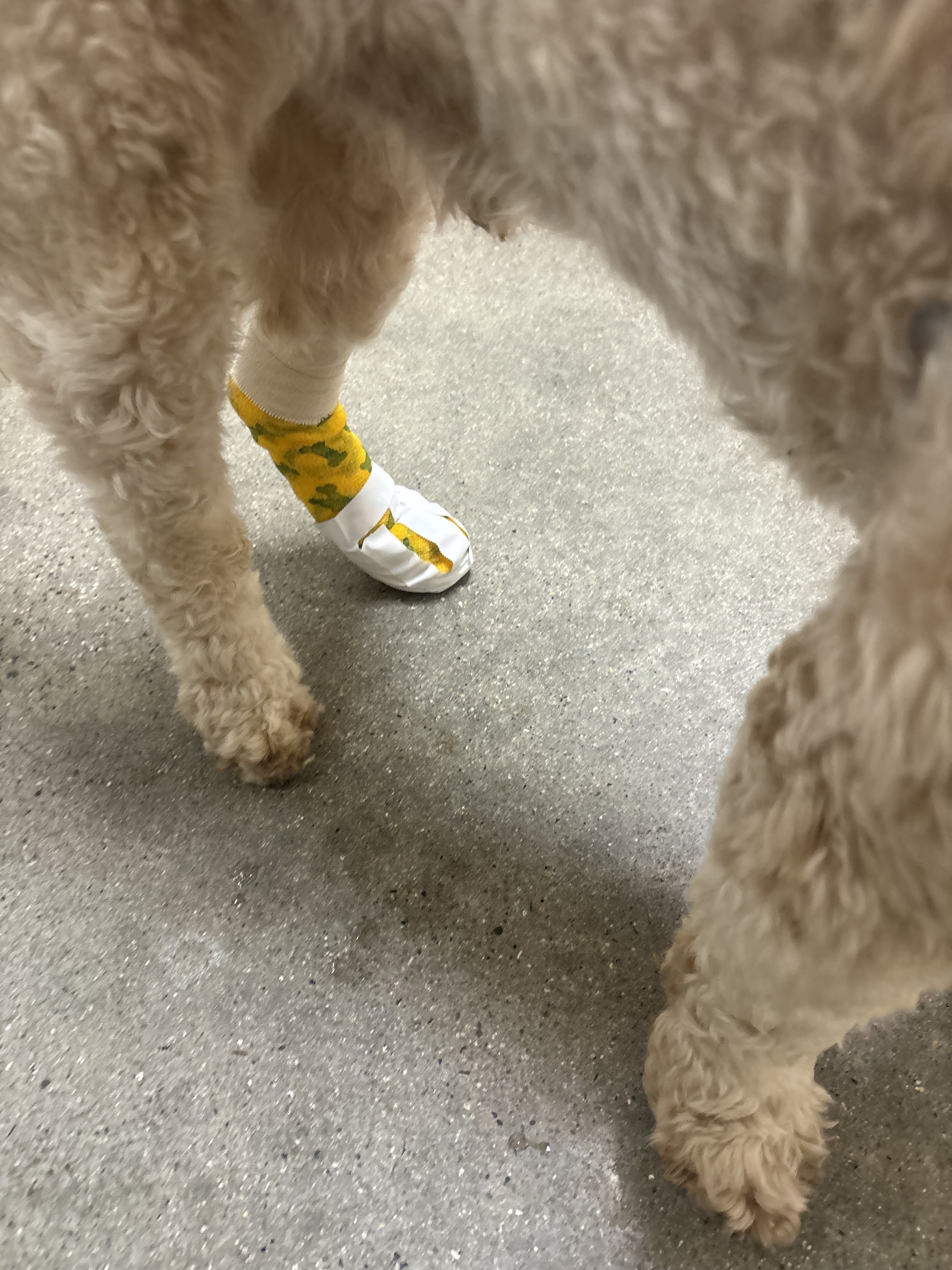 Help Akamaru Heal: Surgery for Our Beloved Dog campaign photo, 2 of 6