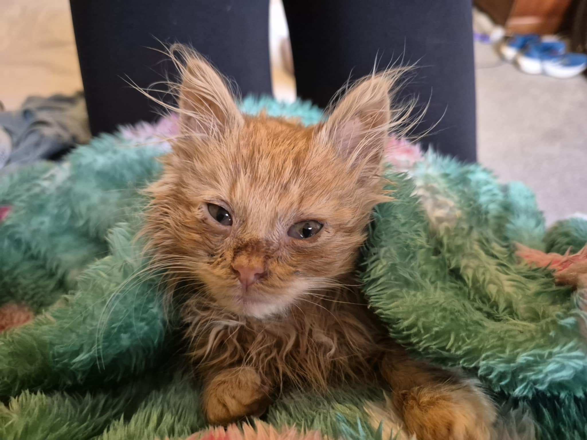 User-uploaded image 1