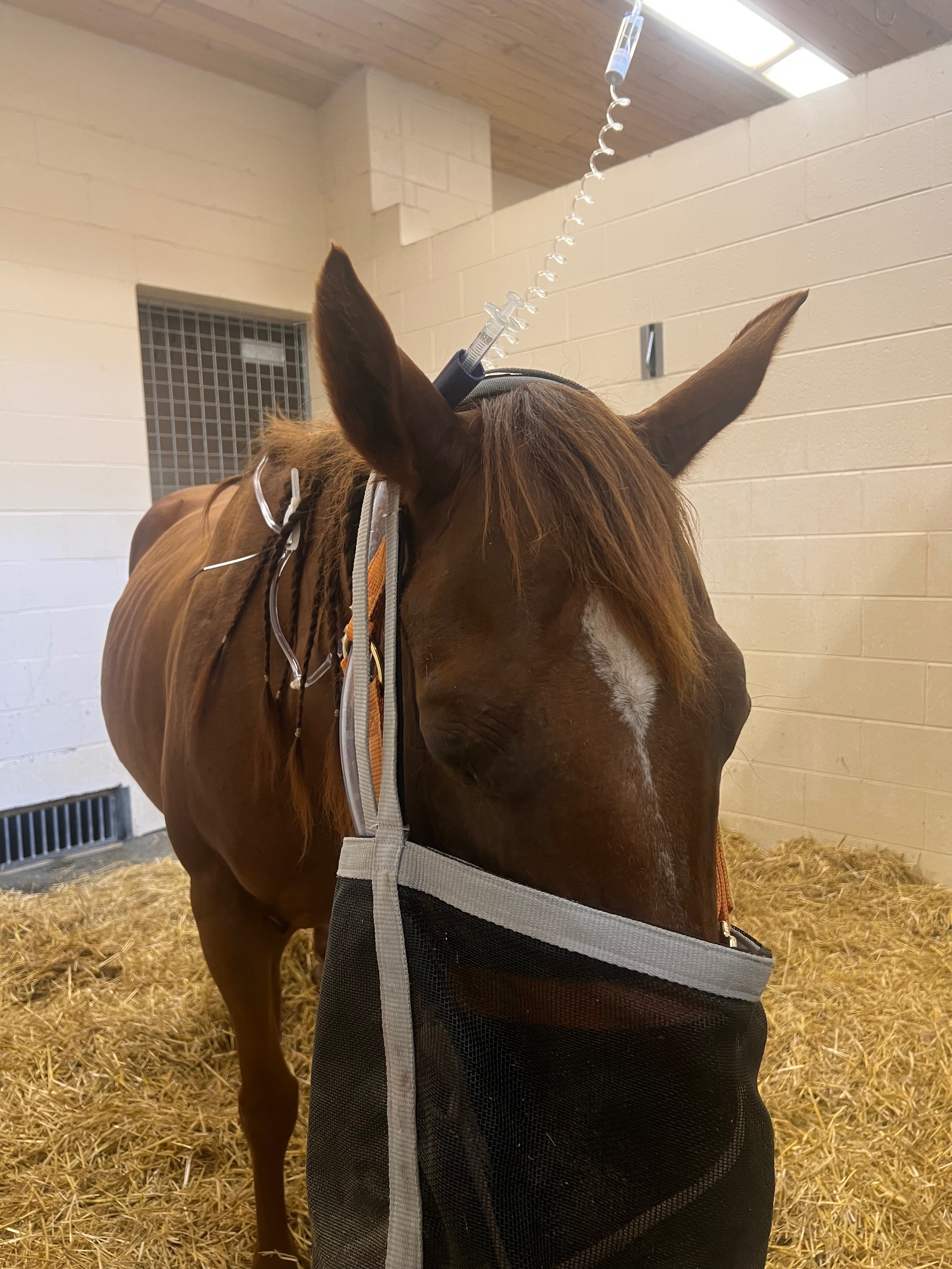 Donate to Save Emilee's Beloved Horse Calie campaign photo, 5 of 6