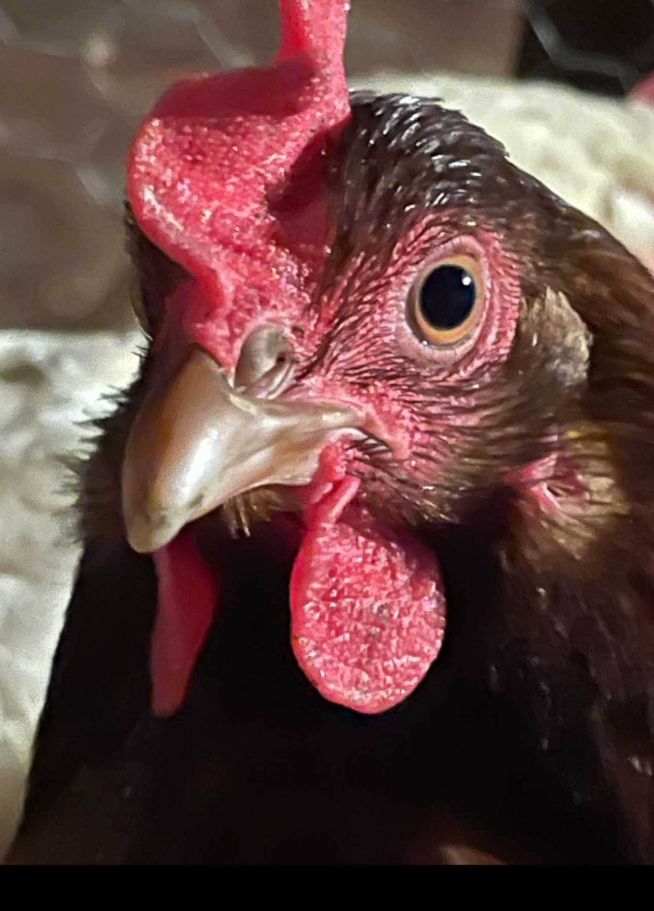 Help Buffy Rebuild Her Rescue Animal Haven campaign photo, 5 of 8