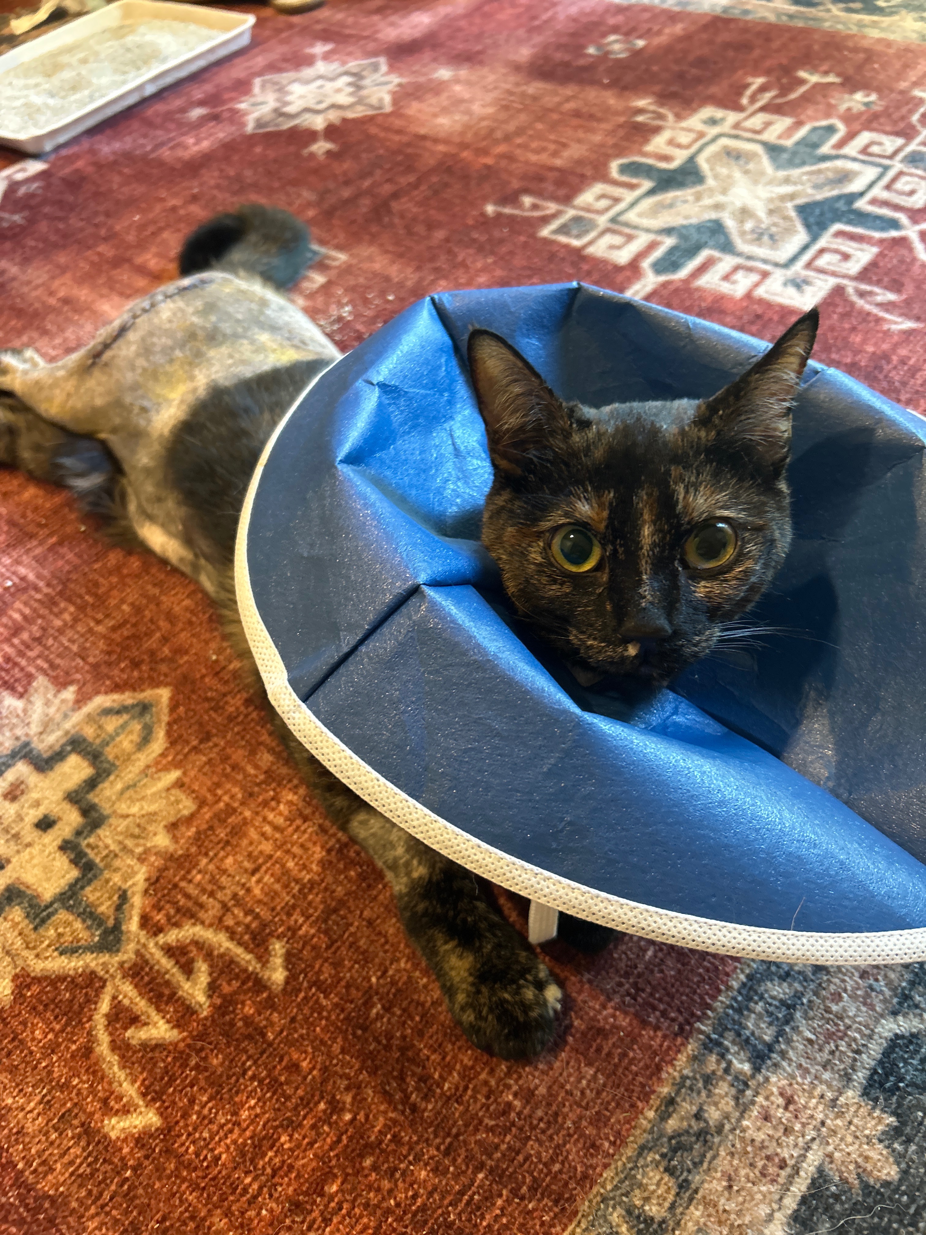 Help Pepper Heal After Tragic Shooting campaign photo, 7 of 8