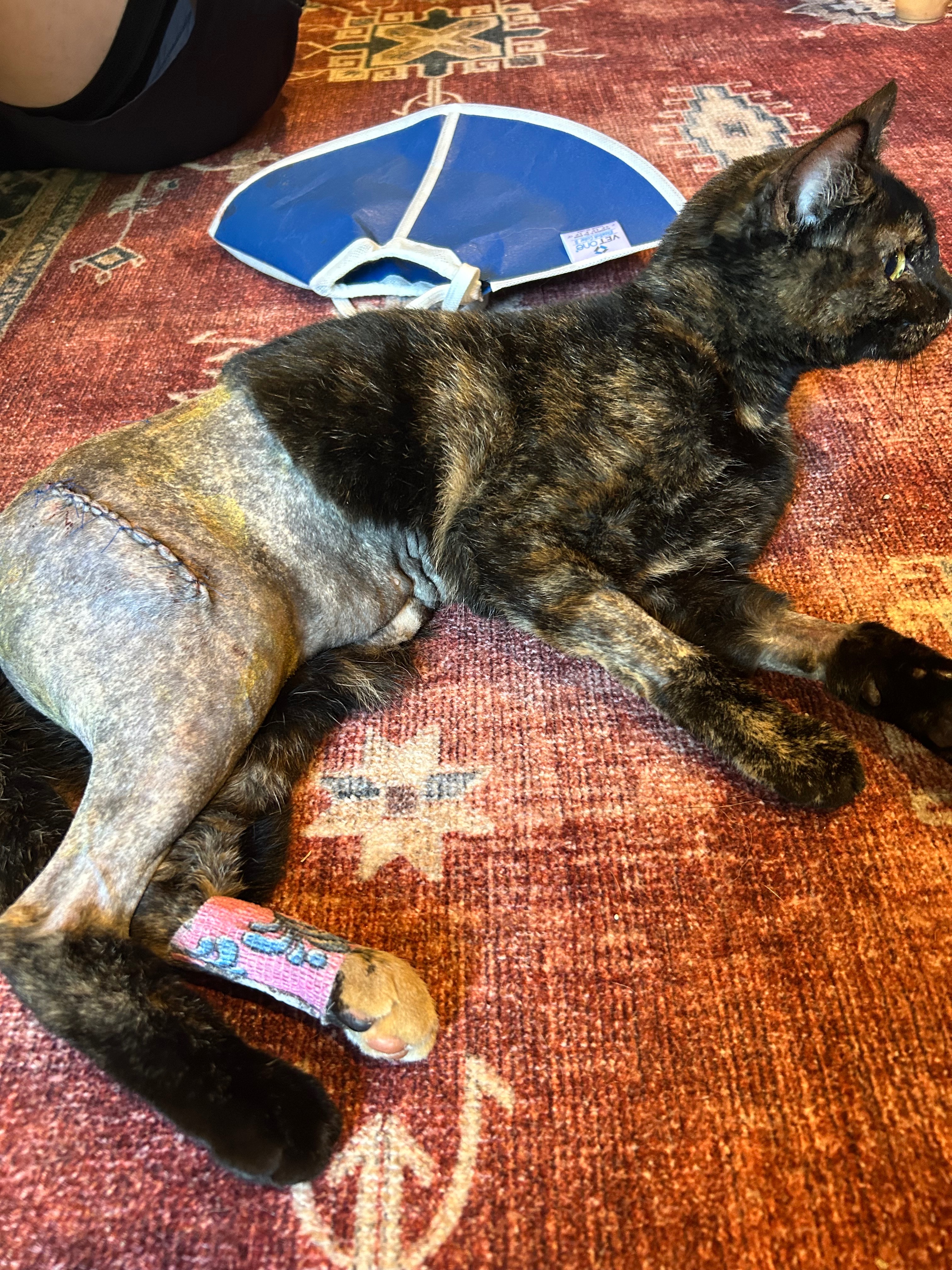Help Pepper Heal After Tragic Shooting campaign photo, 2 of 8