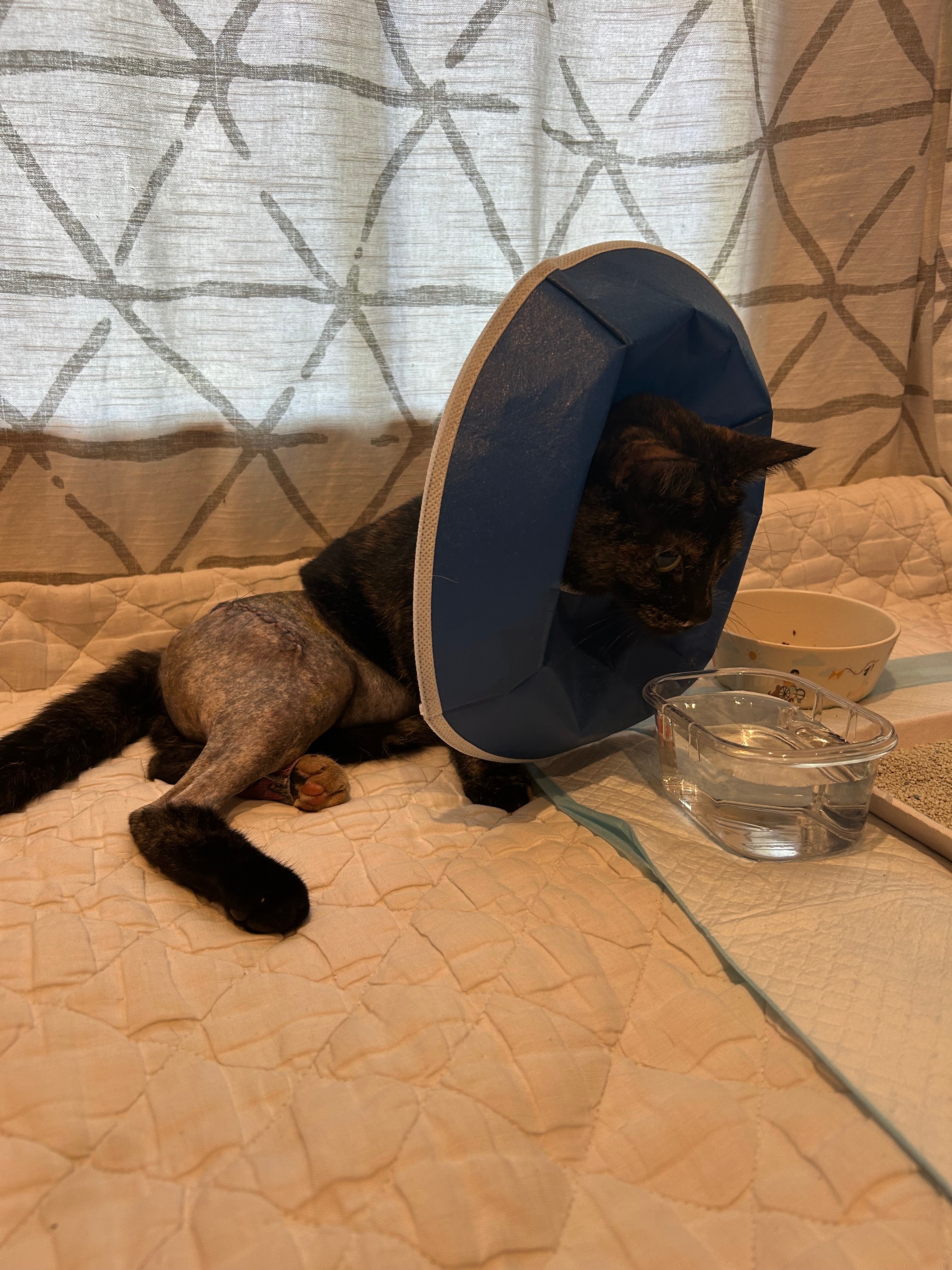 Help Pepper Heal After Tragic Shooting campaign photo, 4 of 8