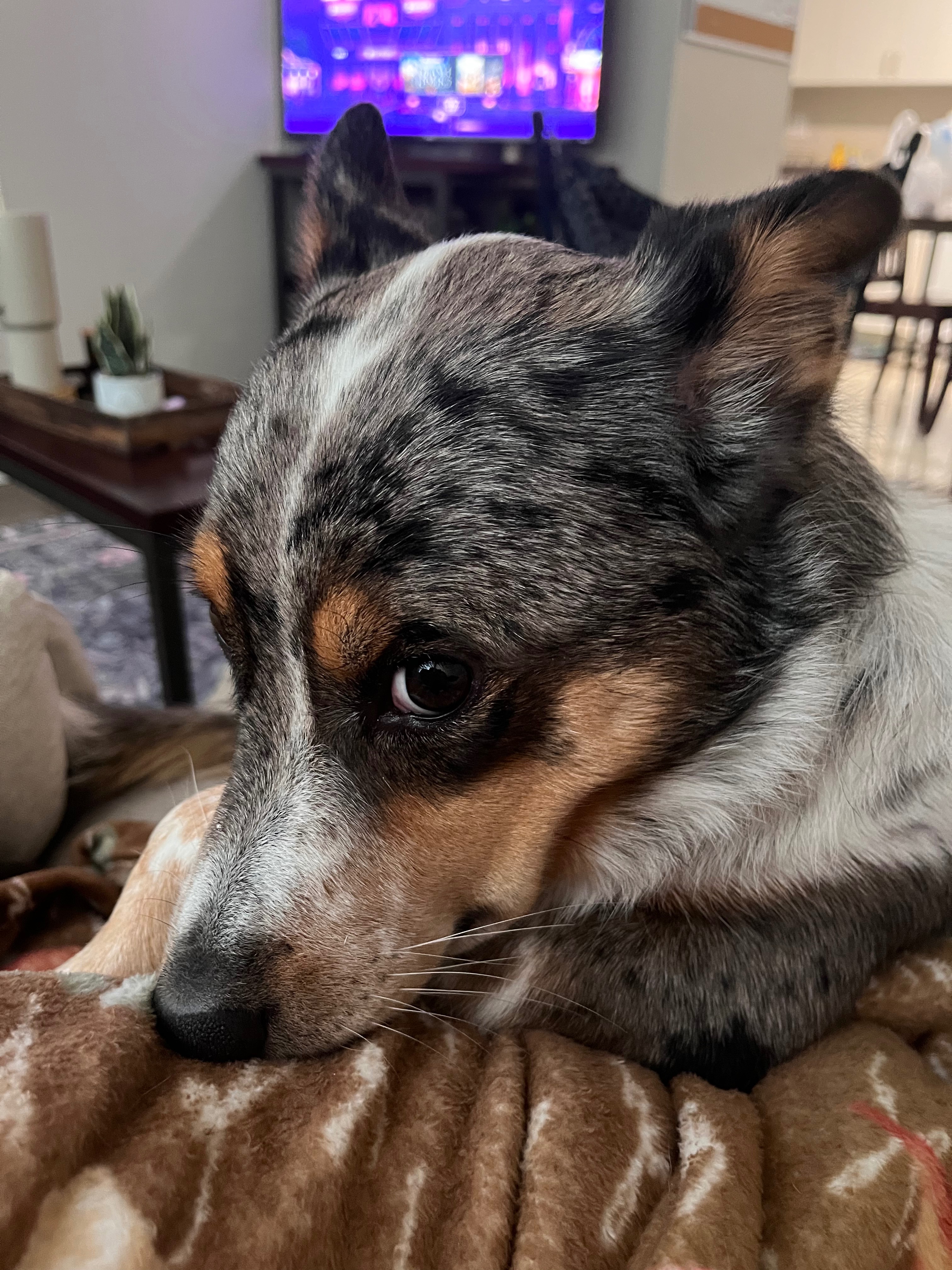 Donate to Milo's Life-Saving Care campaign photo, 6 of 7