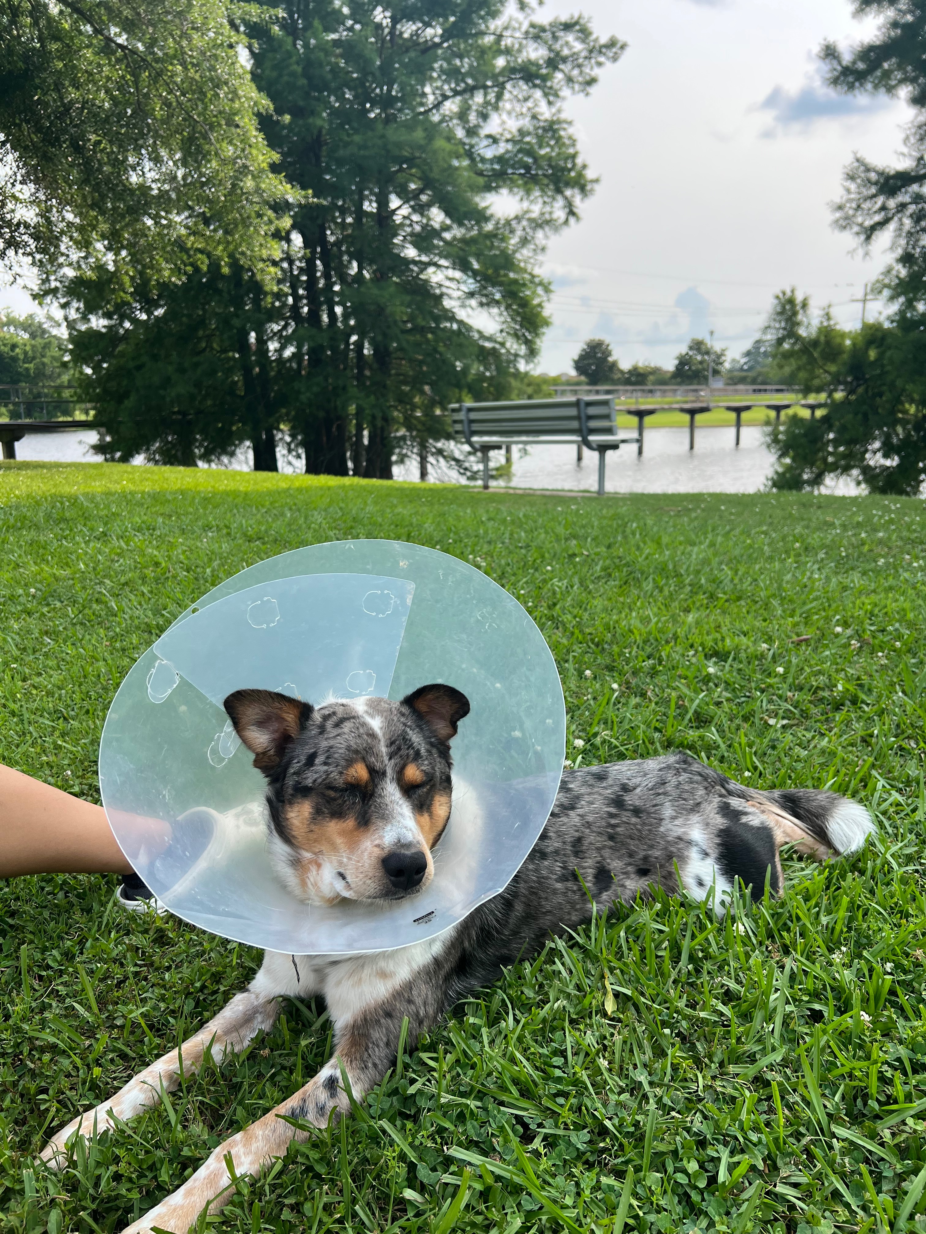 Donate to Milo's Life-Saving Care campaign photo, 2 of 7