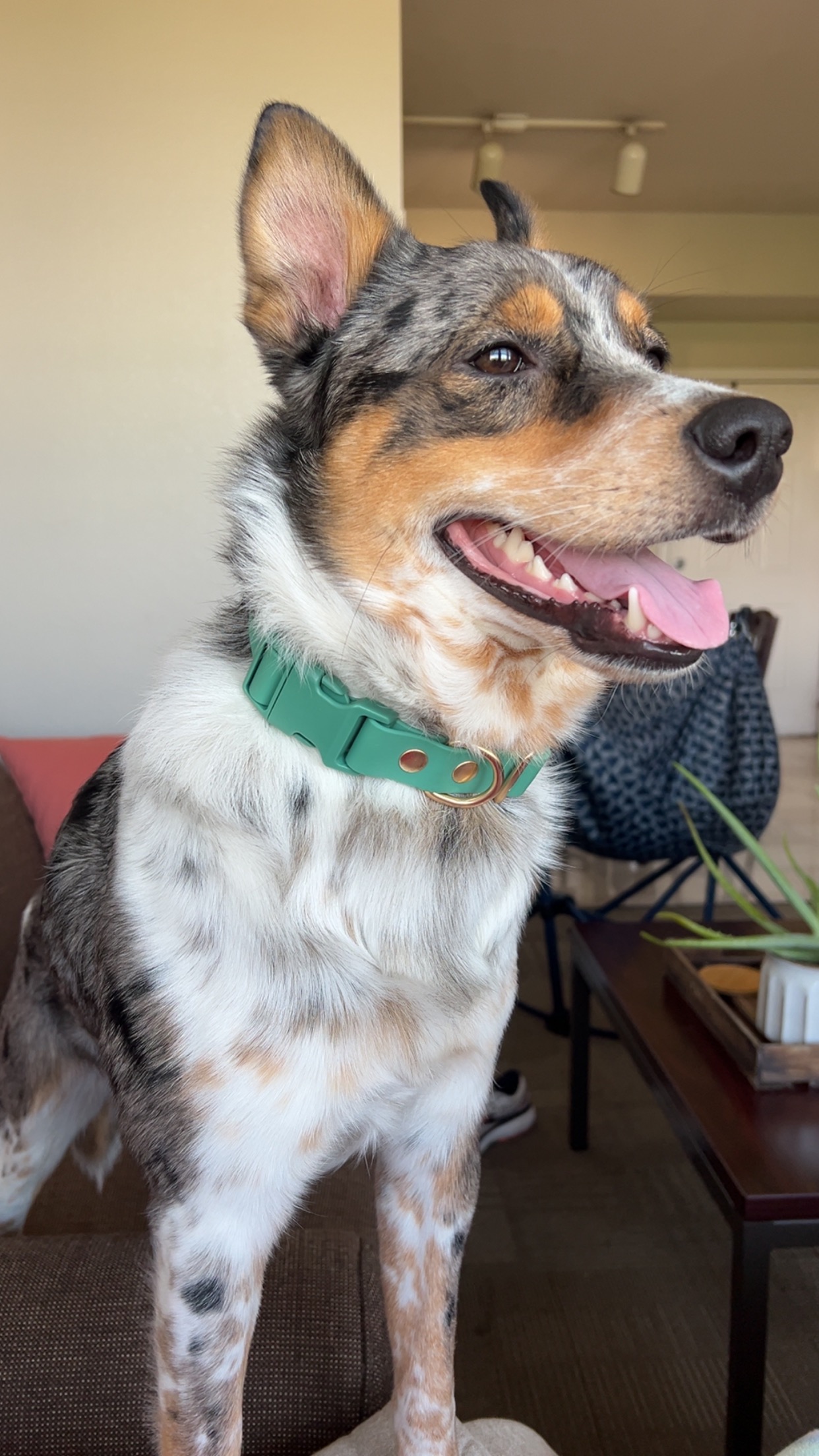 Donate to Milo's Life-Saving Care campaign photo, 4 of 7