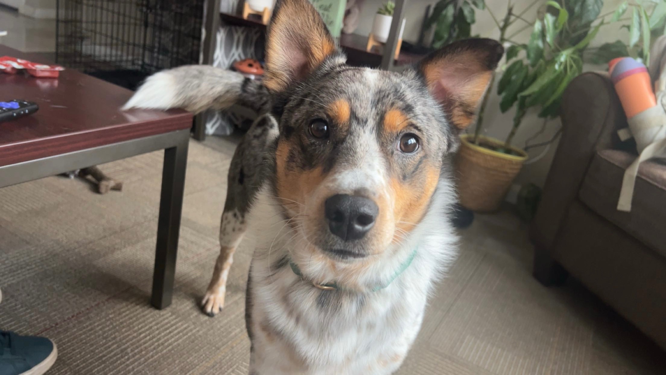 Donate to Milo's Life-Saving Care campaign photo, 5 of 7
