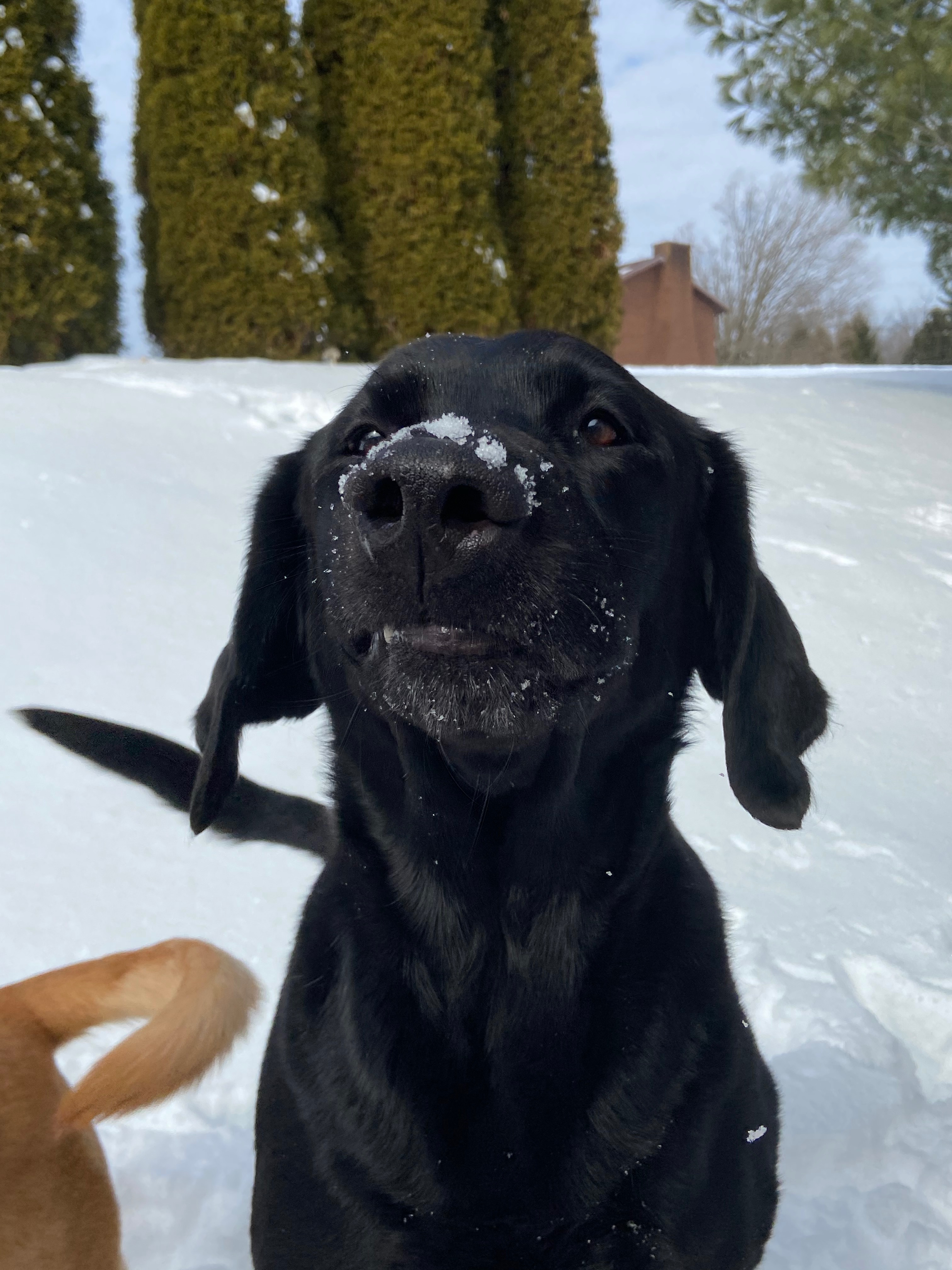 Beef’s Battle: A Labrador Fights Cancer campaign photo, 6 of 6