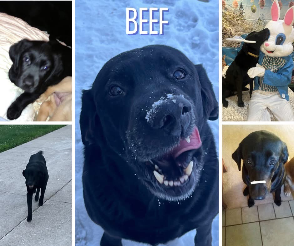 Beef’s Battle: A Labrador Fights Cancer campaign photo, 2 of 6