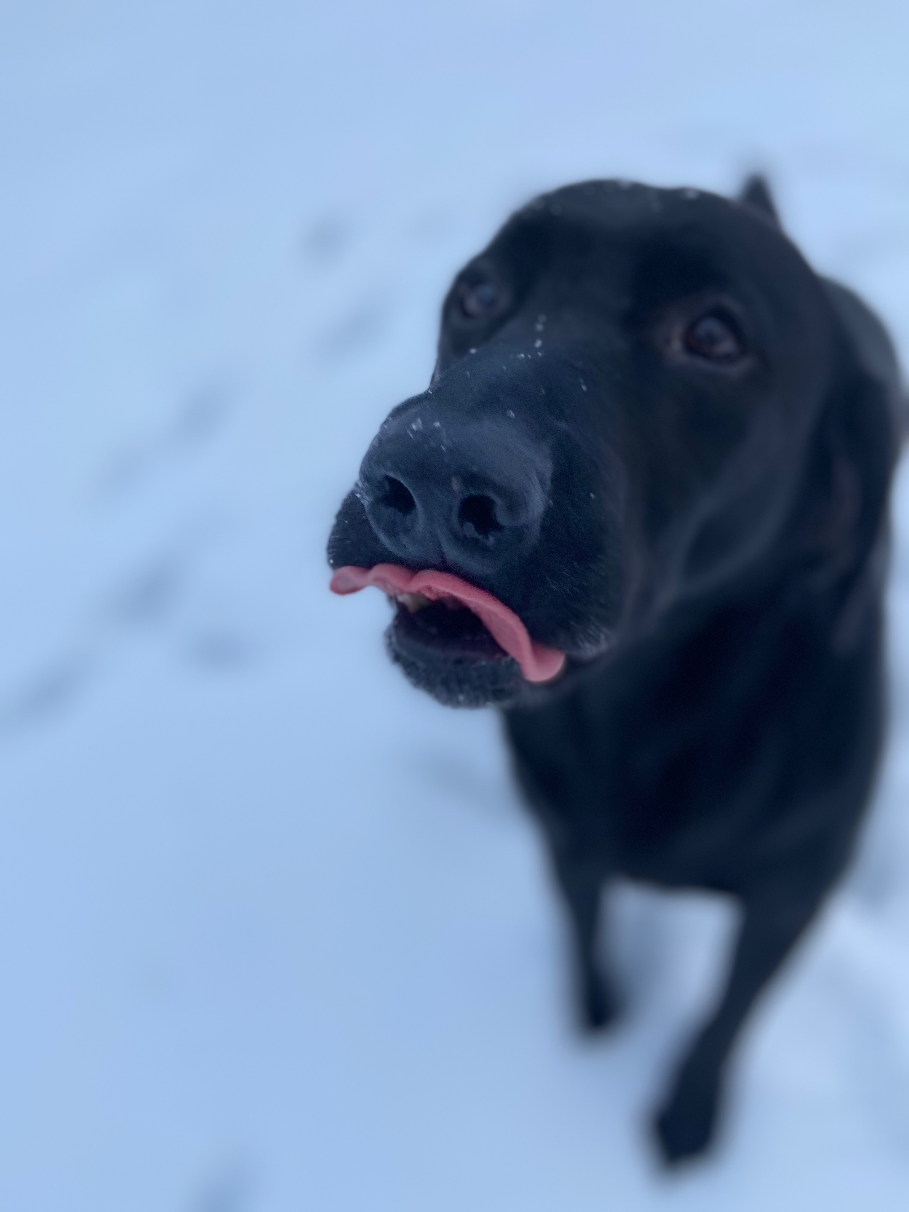Beef’s Battle: A Labrador Fights Cancer campaign photo, 4 of 6