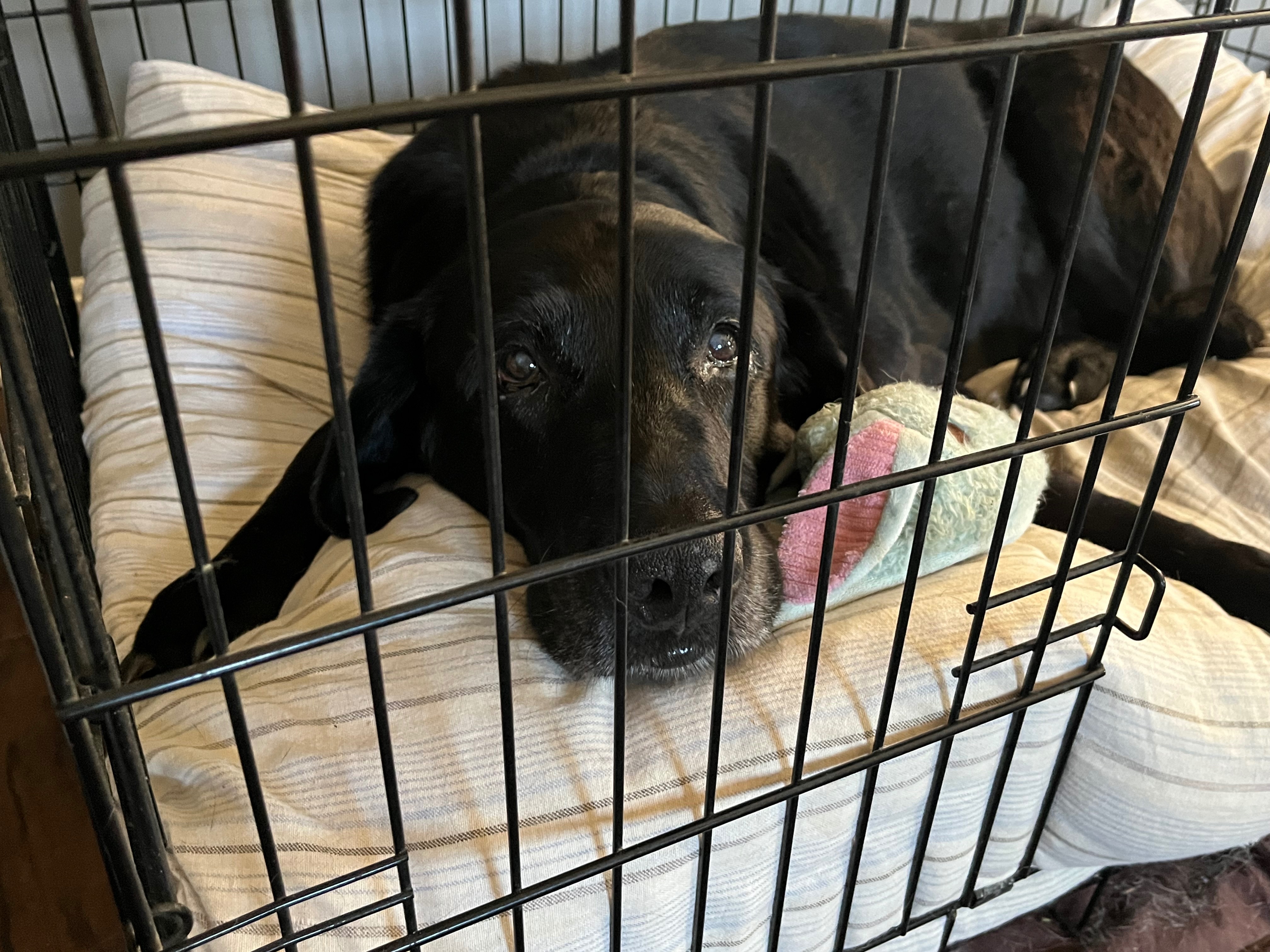 Beef’s Battle: A Labrador Fights Cancer campaign photo, 5 of 6