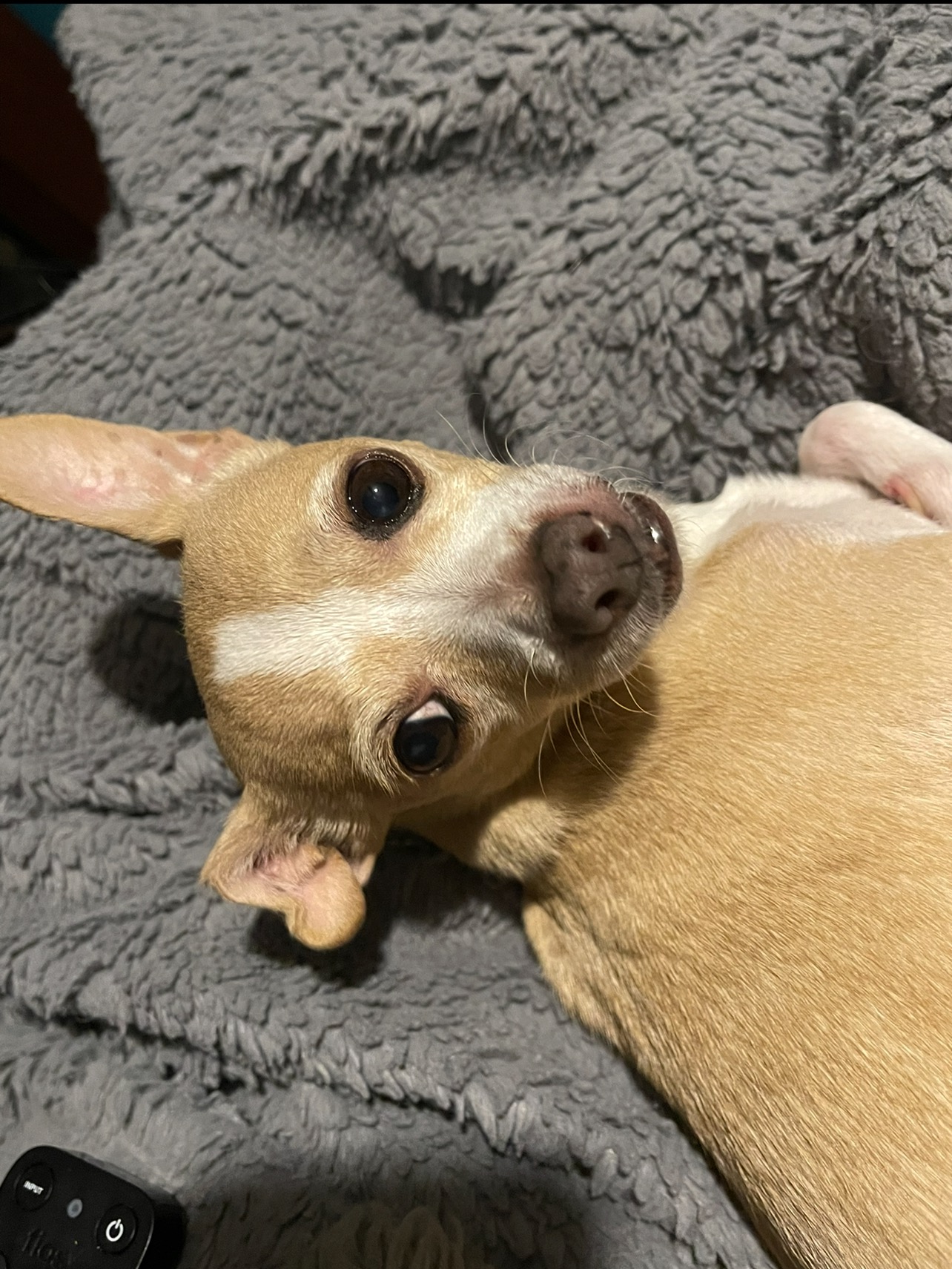 Help Save Taquila from B Cell Lymphoma campaign photo, 6 of 7