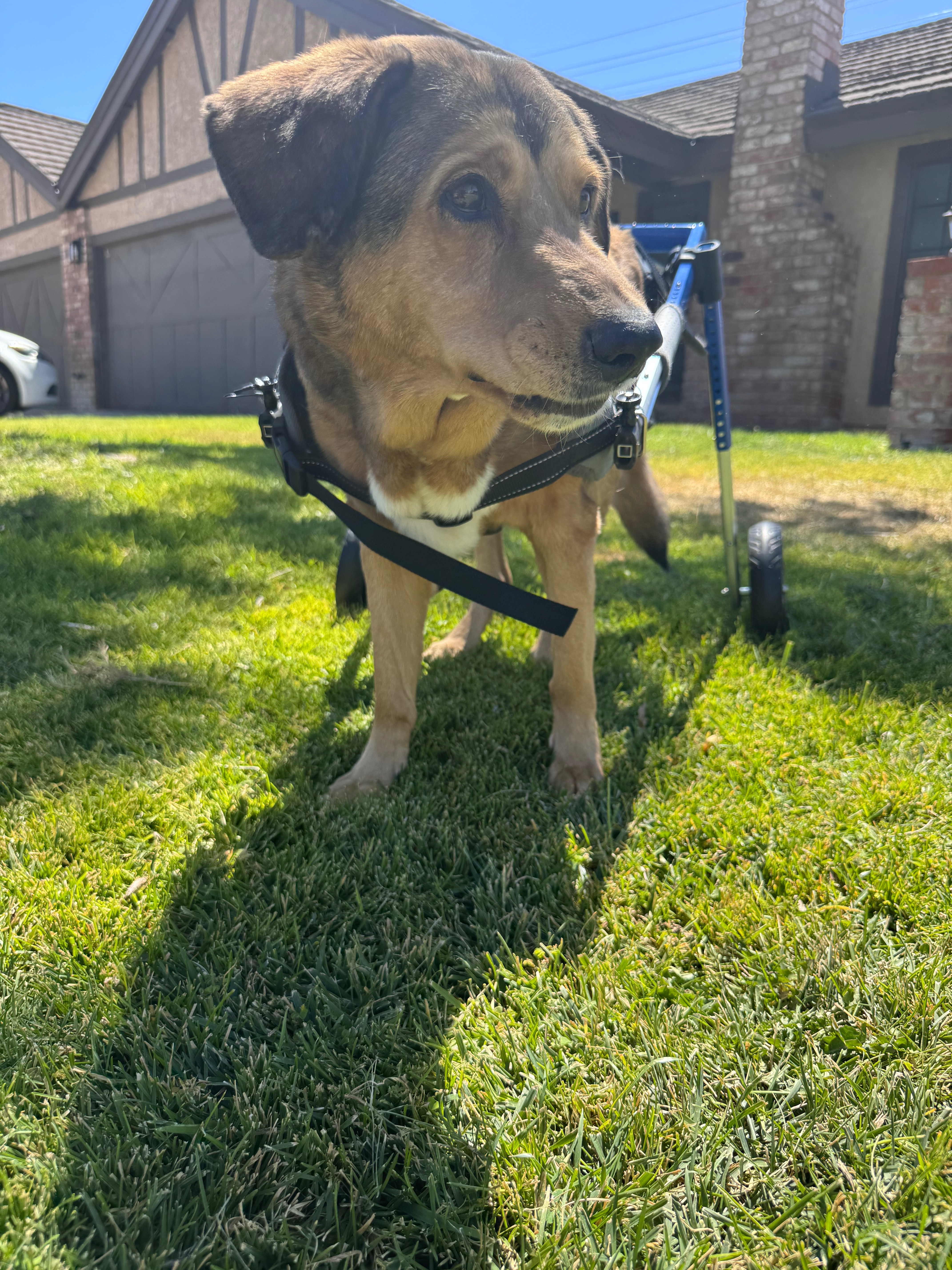 Benny's Last Lap: A Heartfelt Goodbye campaign photo, 7 of 8