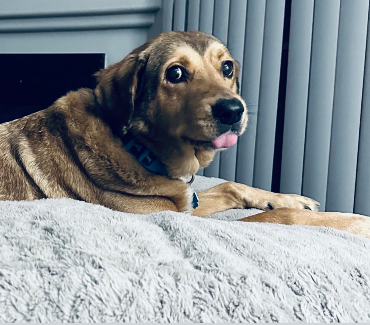 Benny's Last Lap: A Heartfelt Goodbye campaign photo, 2 of 8