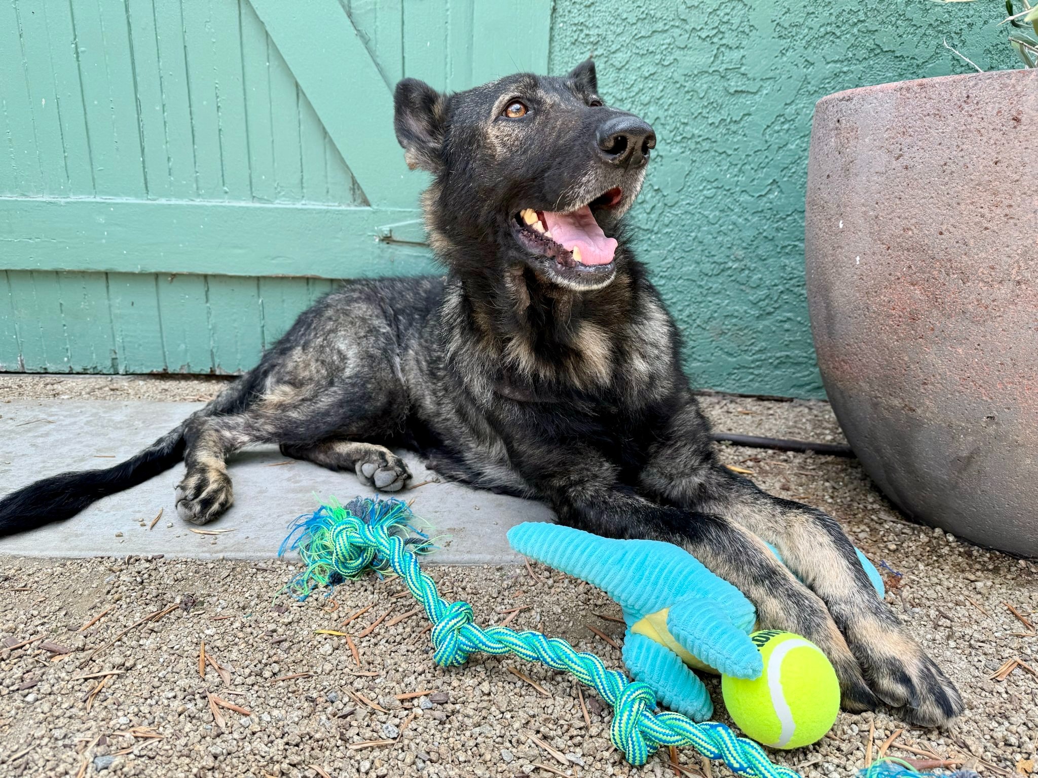 Help Amber the Stray Dog Get the Care She Deserves campaign photo, 7 of 8