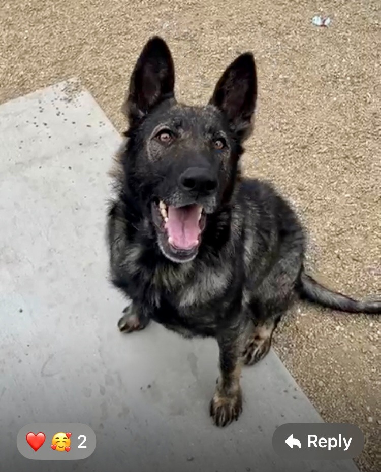 Help Amber the Stray Dog Get the Care She Deserves campaign photo, 2 of 8