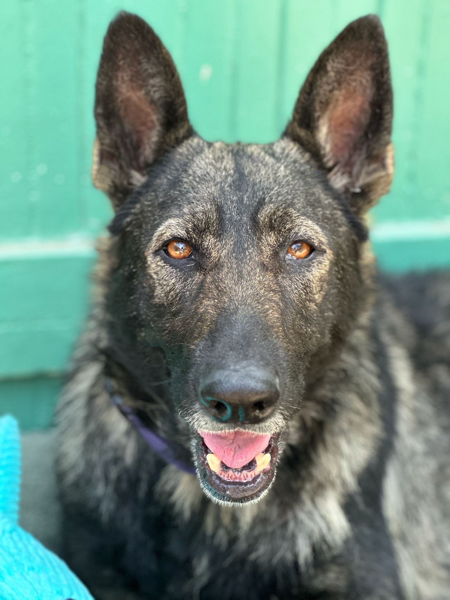 Help Amber the Stray Dog Get the Care She Deserves campaign photo, 4 of 8
