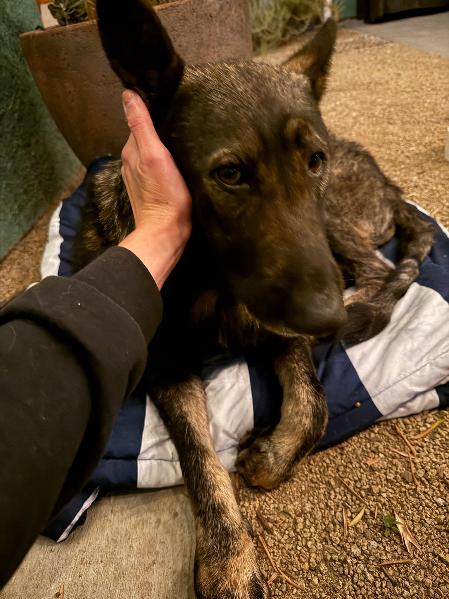 Help Amber the Stray Dog Get the Care She Deserves campaign photo, 5 of 8